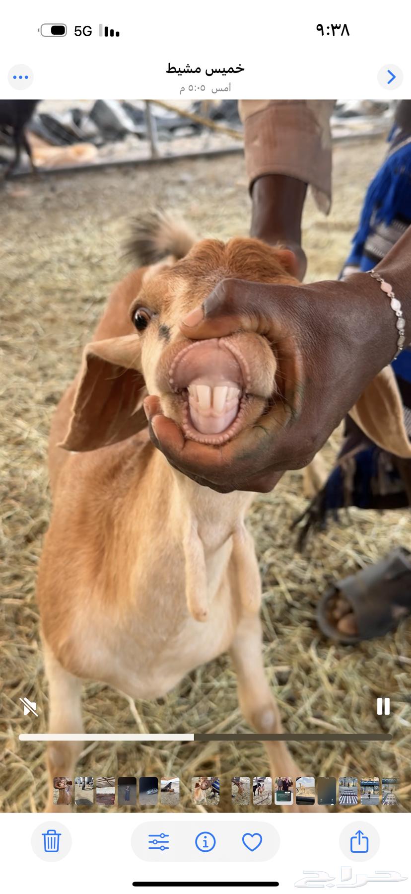 عناقين للبيع64608003466626111