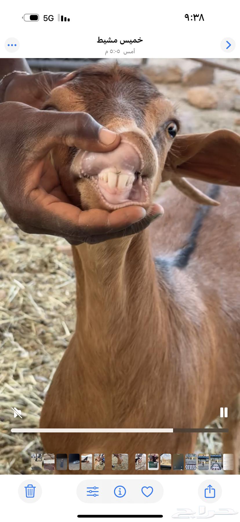 عناقين للبيع64608003466626110