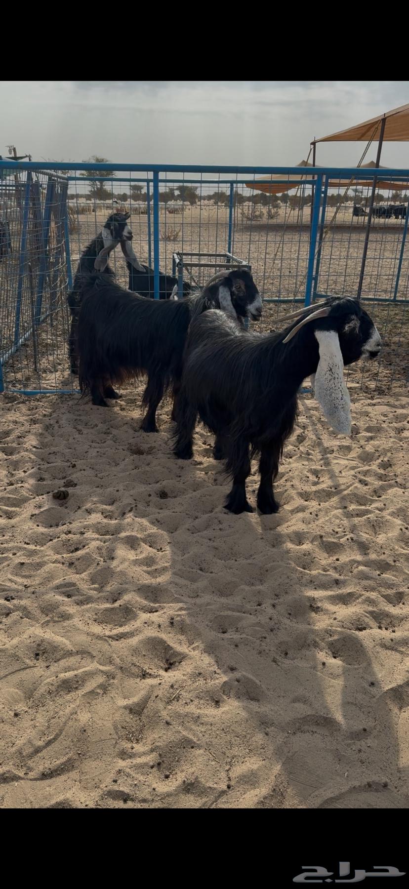 للبيع معزا عوراض صنف الصنف64611405229570111