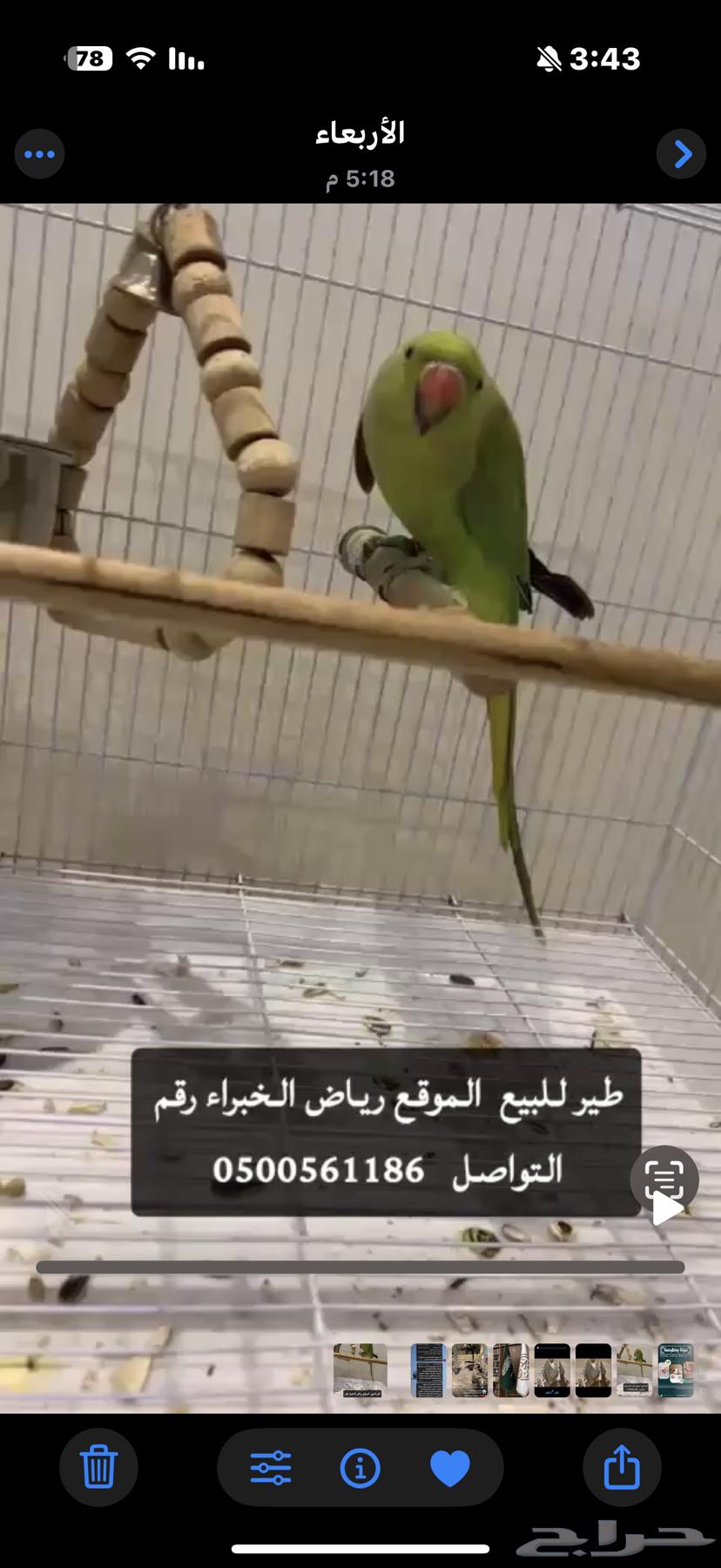 ببغاء للبيع64606848509186110