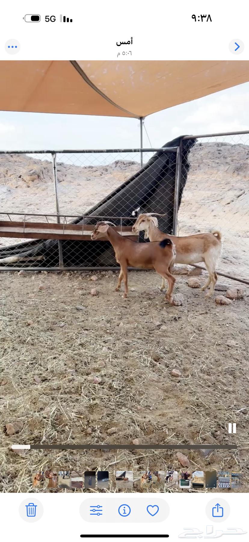 عناقين للبيع64608003466626112