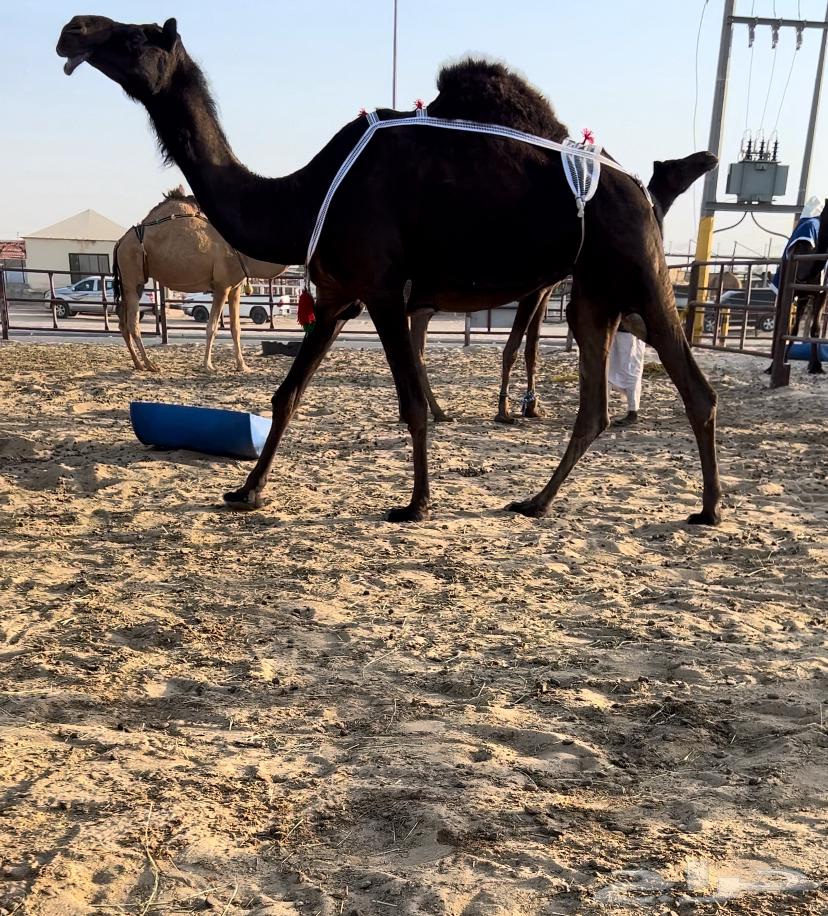 للبيع ضروبة64614322641410110