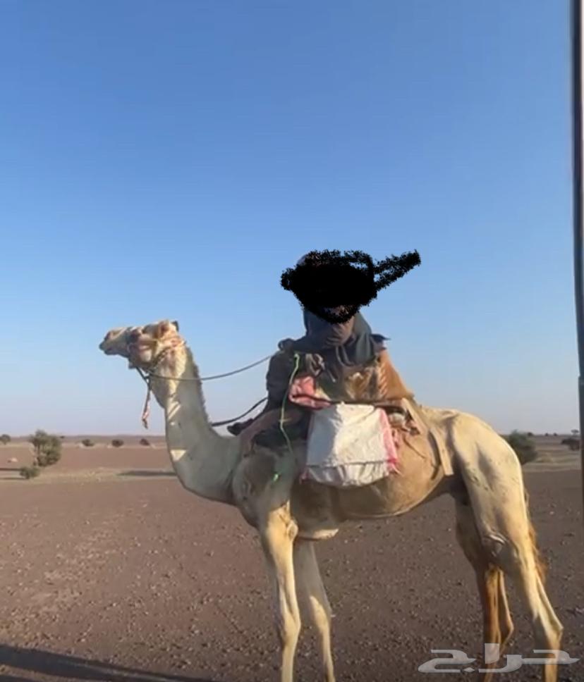 ركبي للبيع64613950003586112