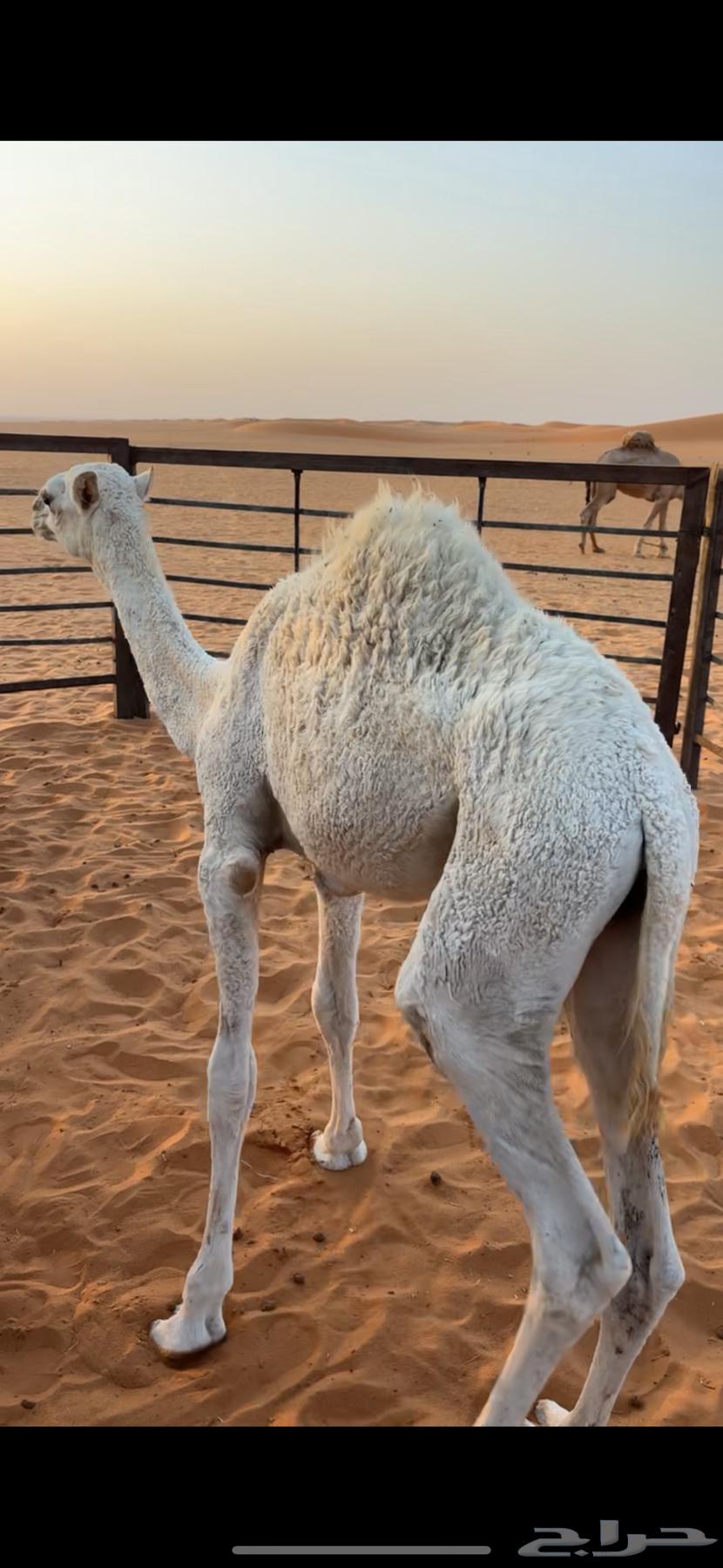 Qaood for sale, location close to Um Siderah64612748514435112