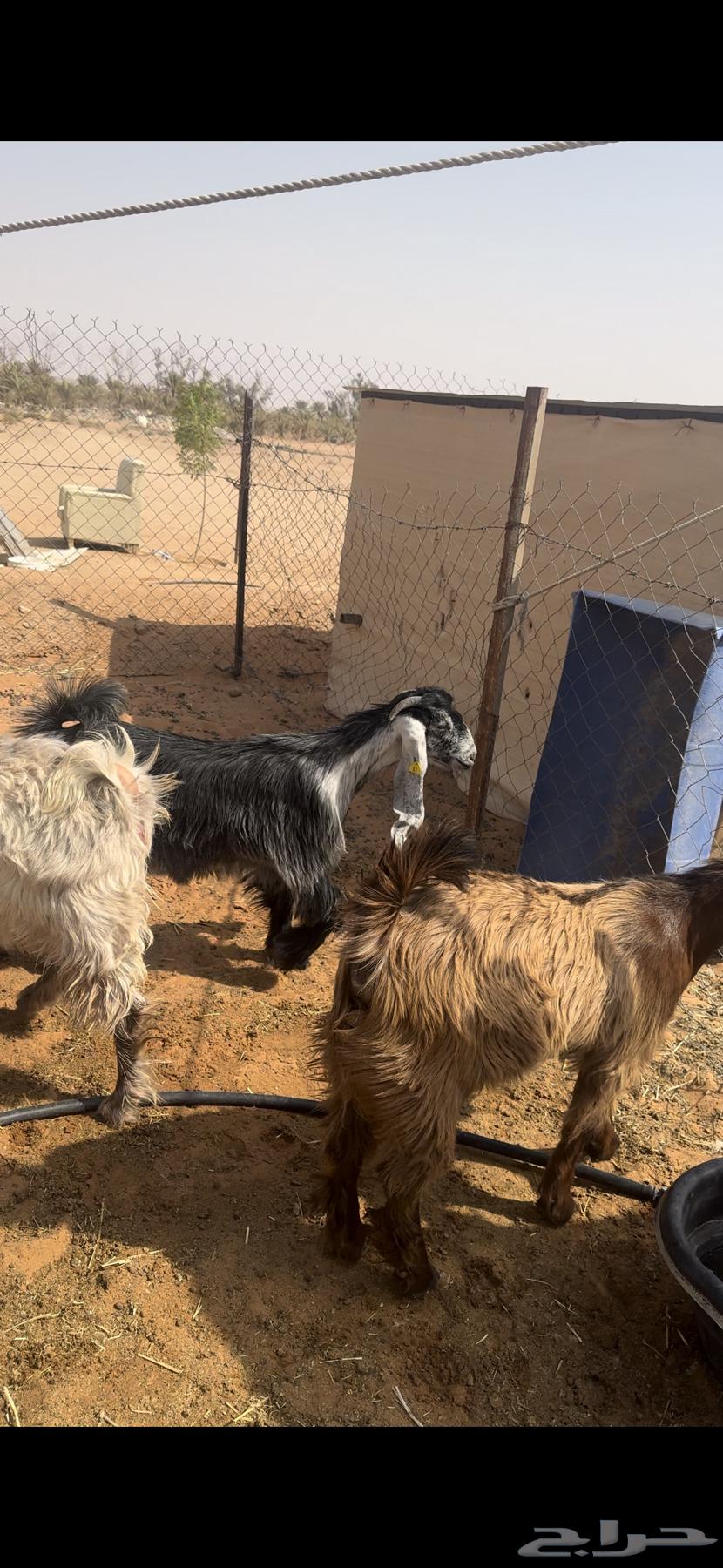 للبيع جفار كفو طيبات64614571728002112