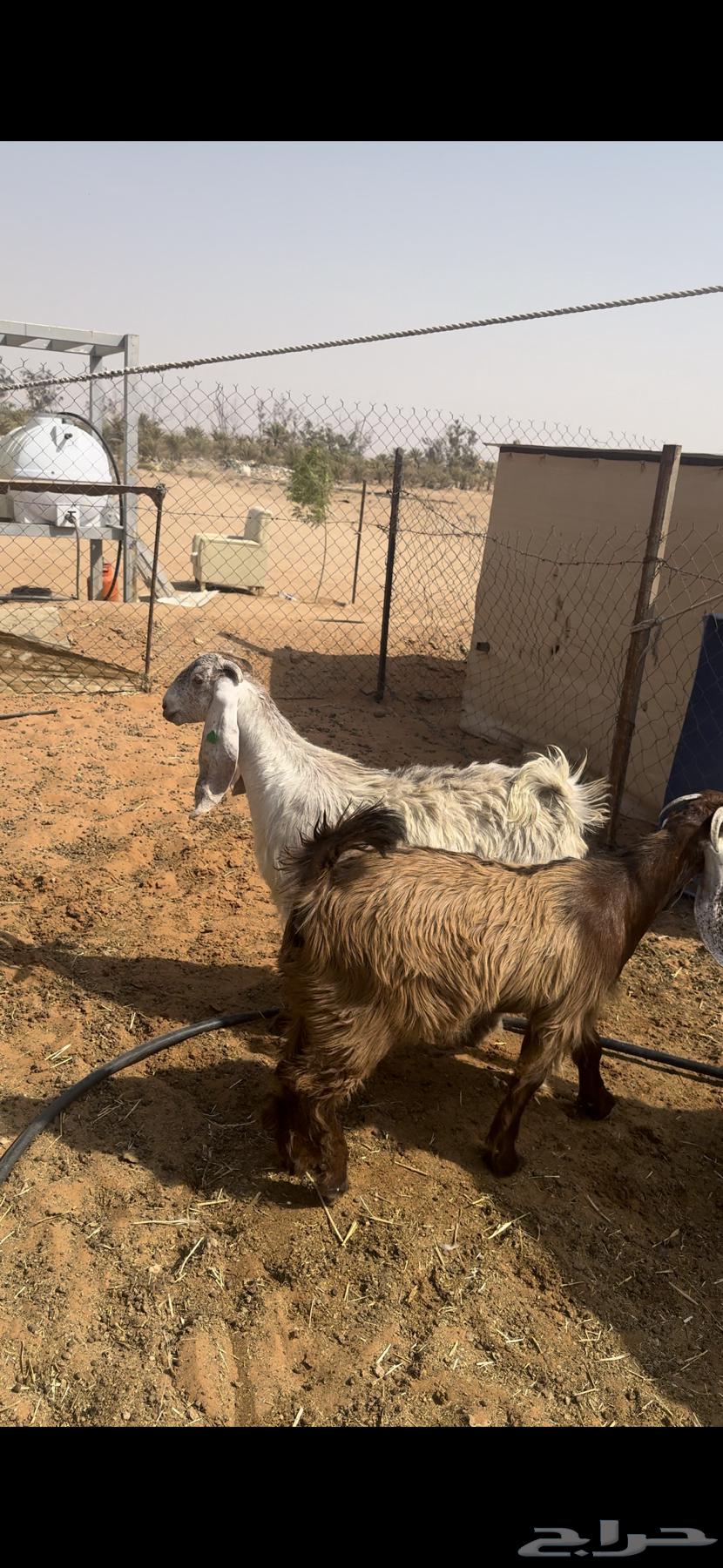 للبيع جفار كفو طيبات64614571728002111