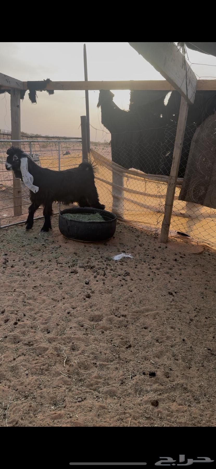 Temporary Beard64611892293763112