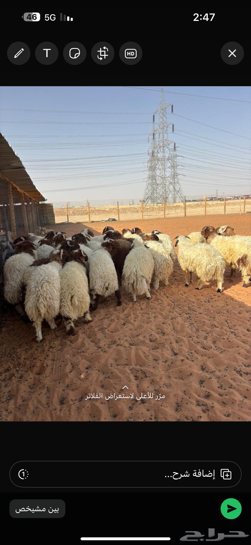 ذبايح نعيمي حري ذبائح سواكني ذبح وتوصيل64608631622019110