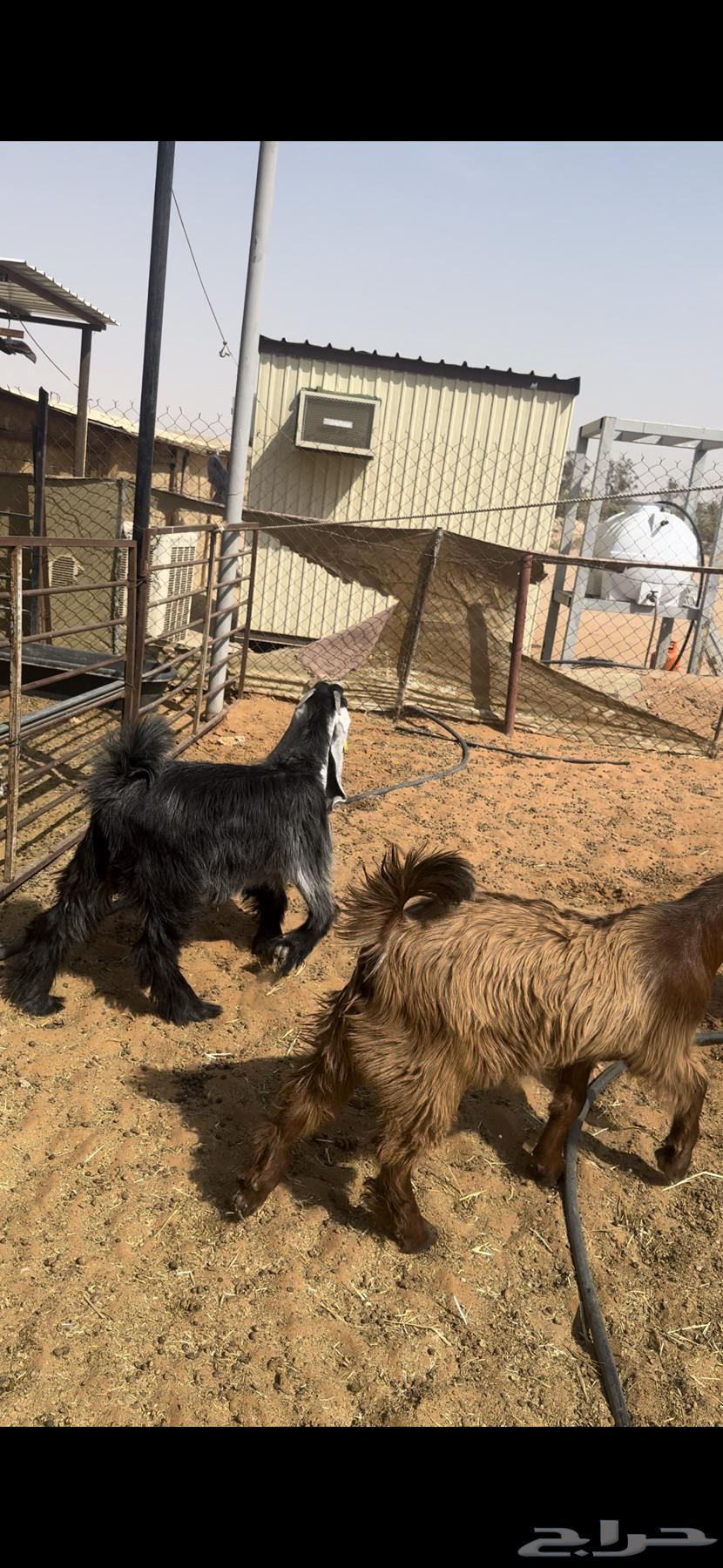 للبيع جفار كفو طيبات64614571728002114