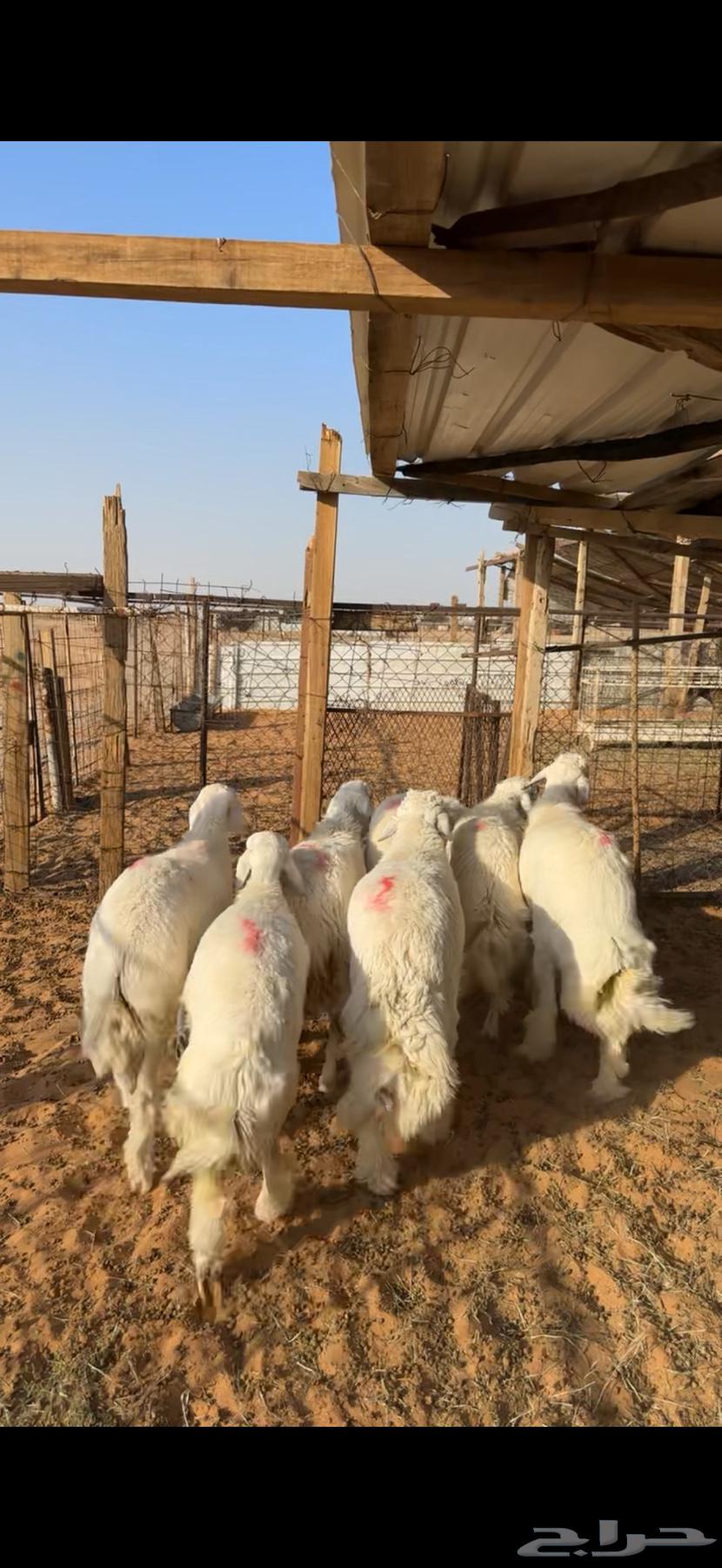 خرفان ورخال حري ( تم البيع )64607619324802110