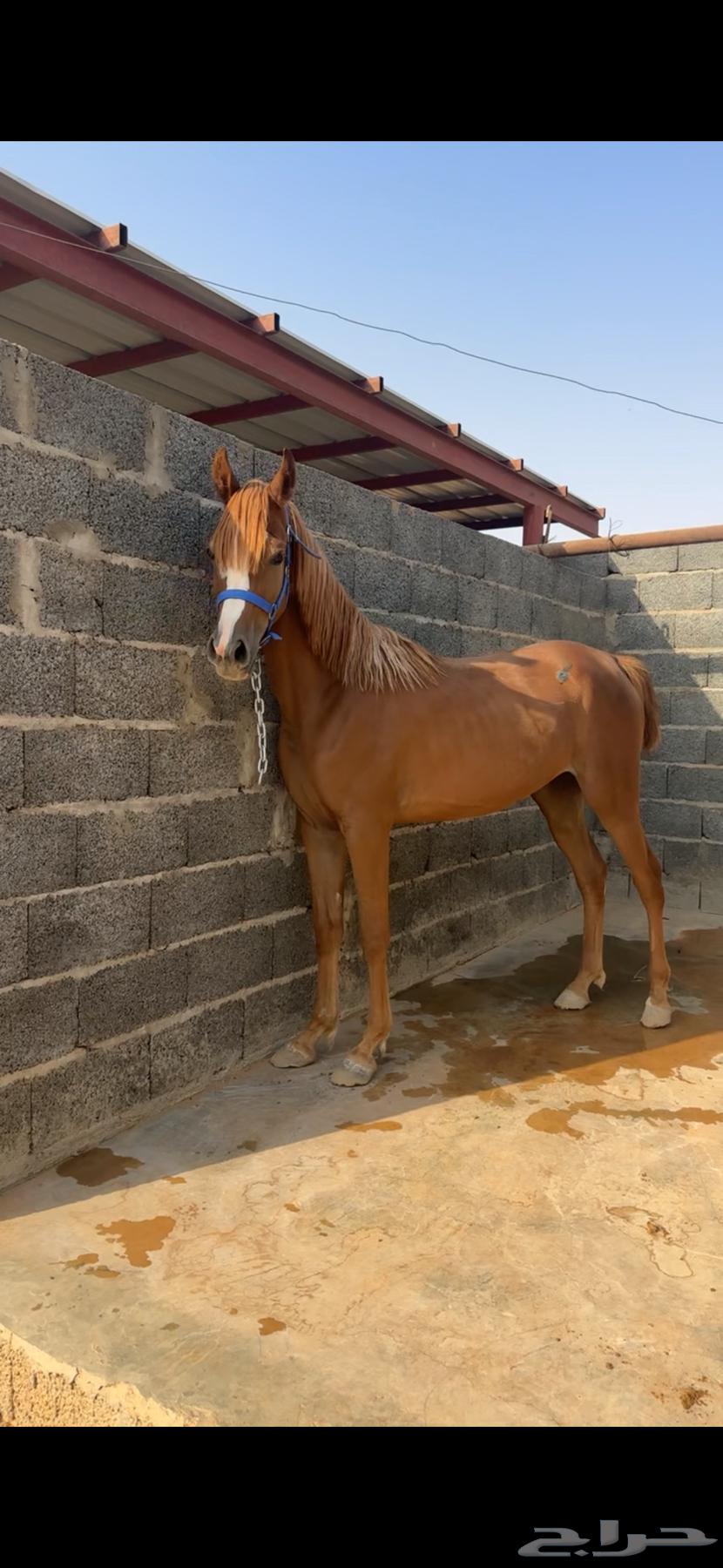 فرس شعبية تحتها مهر64607582350210110