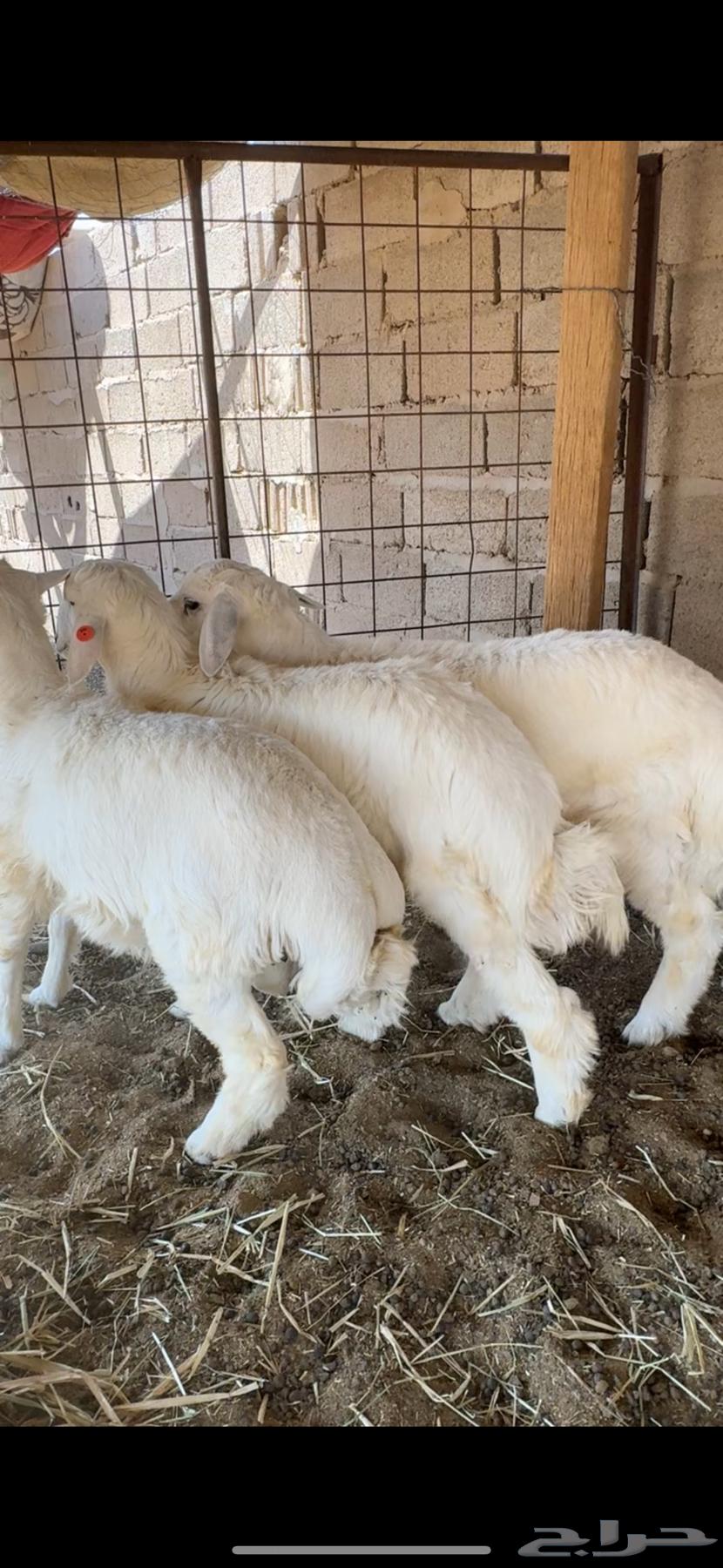 خرفان طيبات ومغلقات64611617636994110