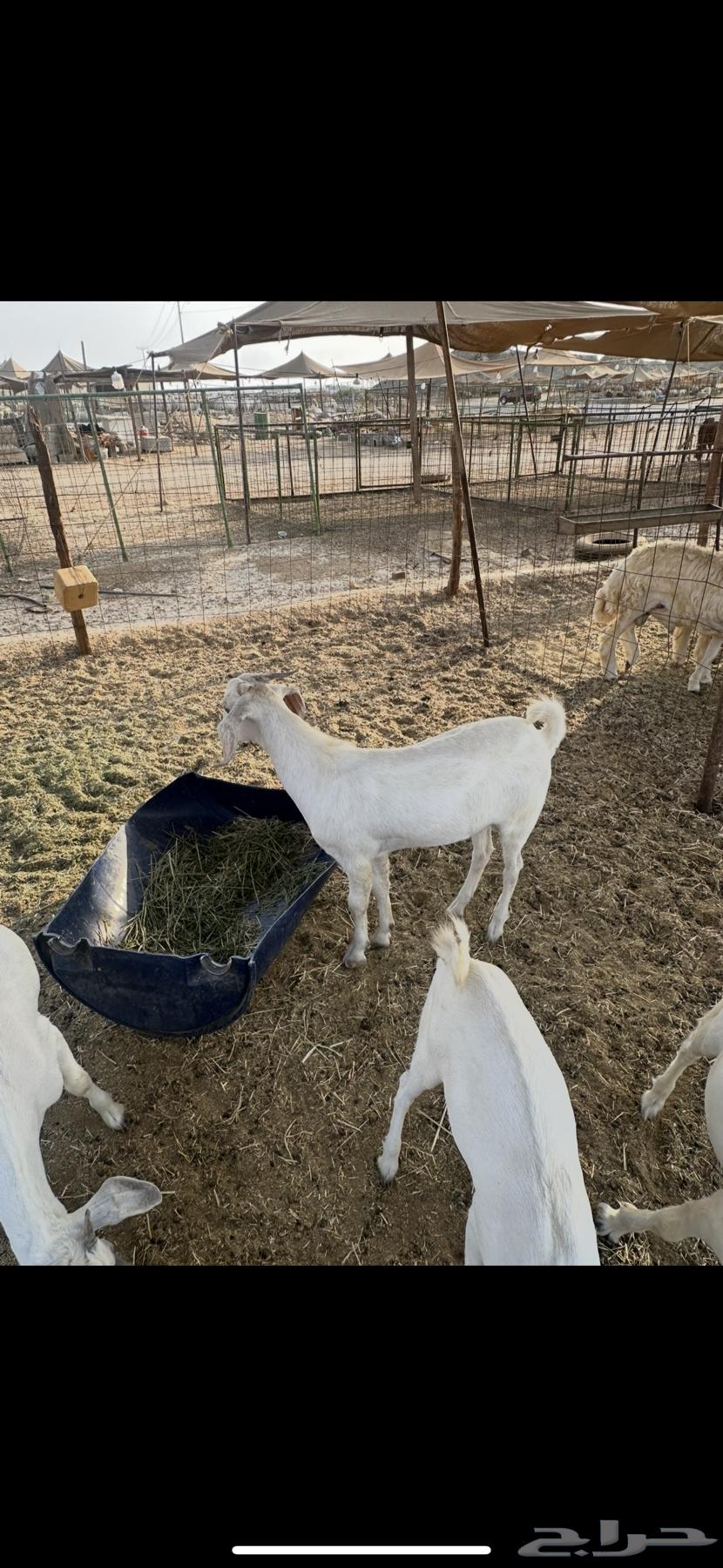 تيس للبيع ( تم البيع)64607484132610111