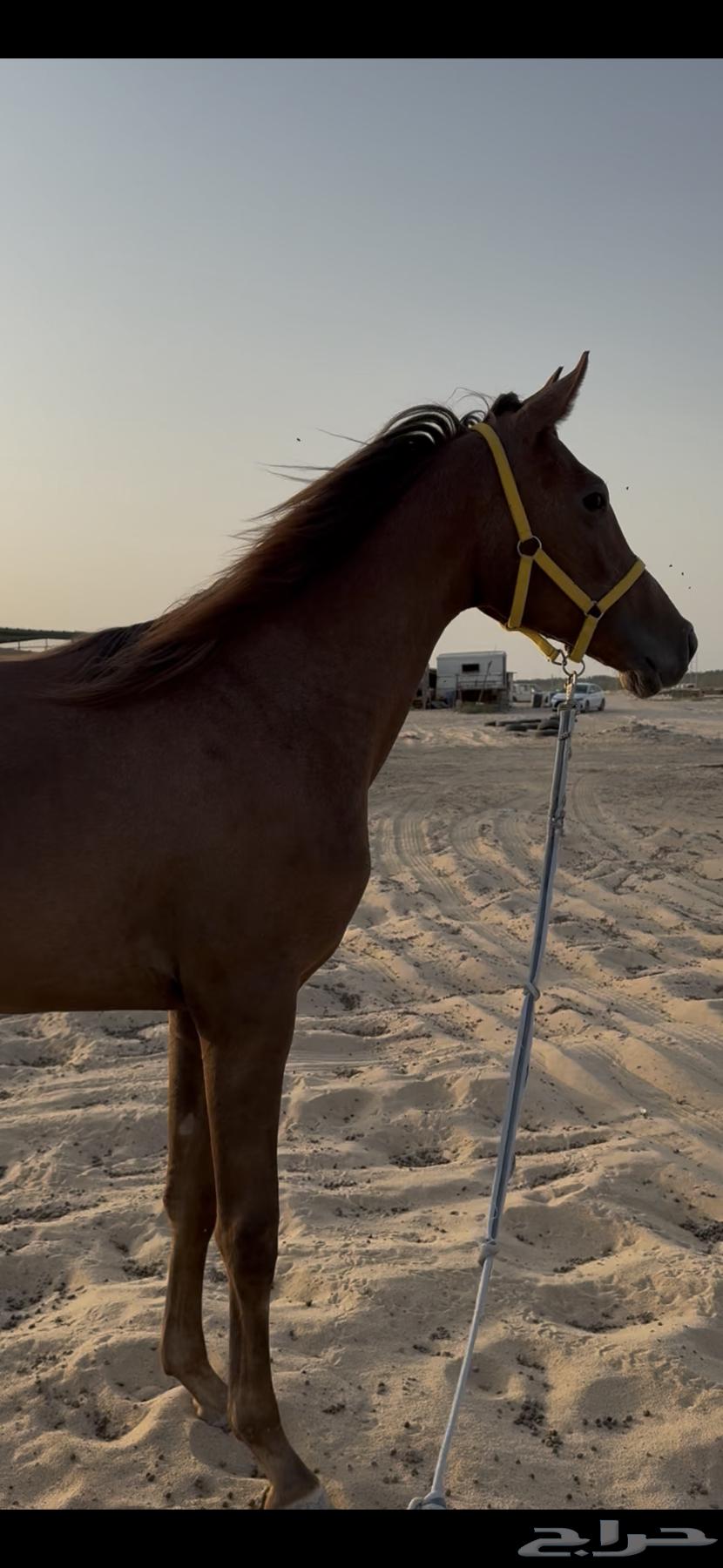 مهره شعبية للبيع64585992672001111