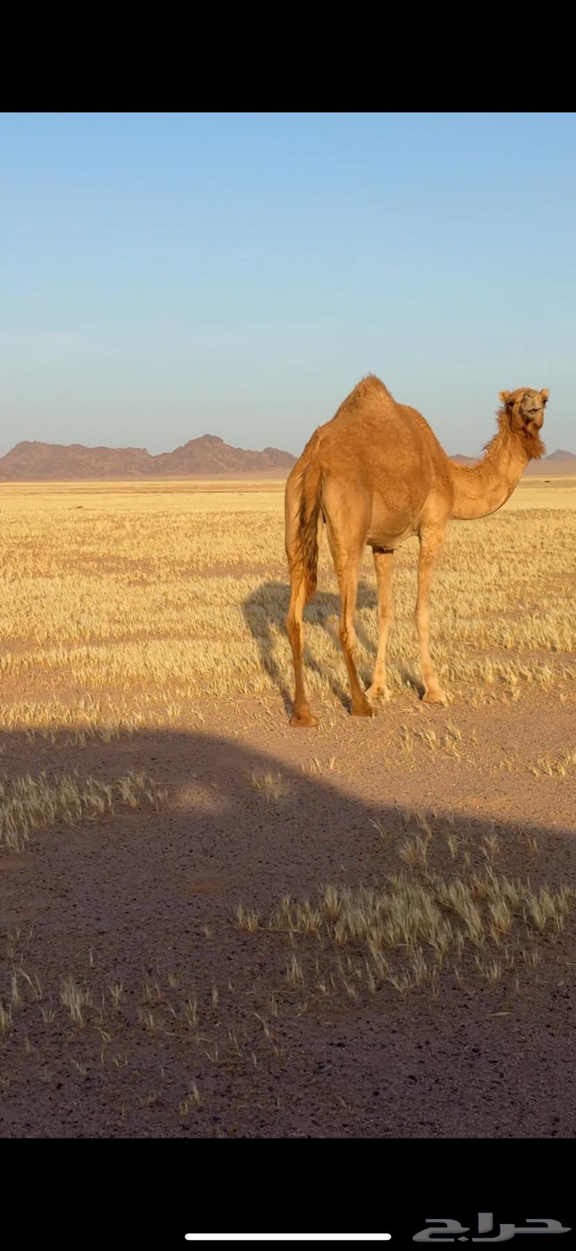 ذلول للبيع64614868833282112