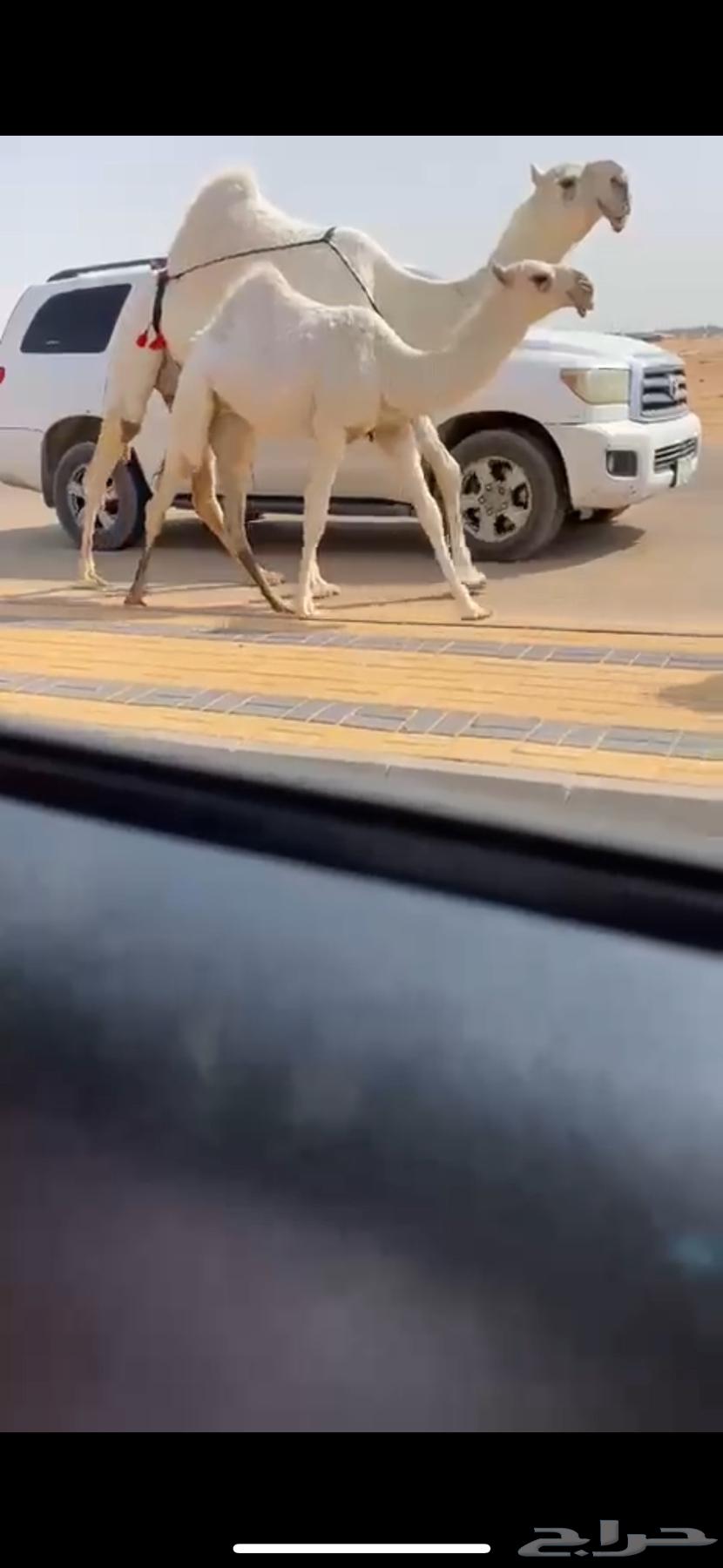 عشرا وضحا رمانيه ع رمان ابو يد64614633840642111