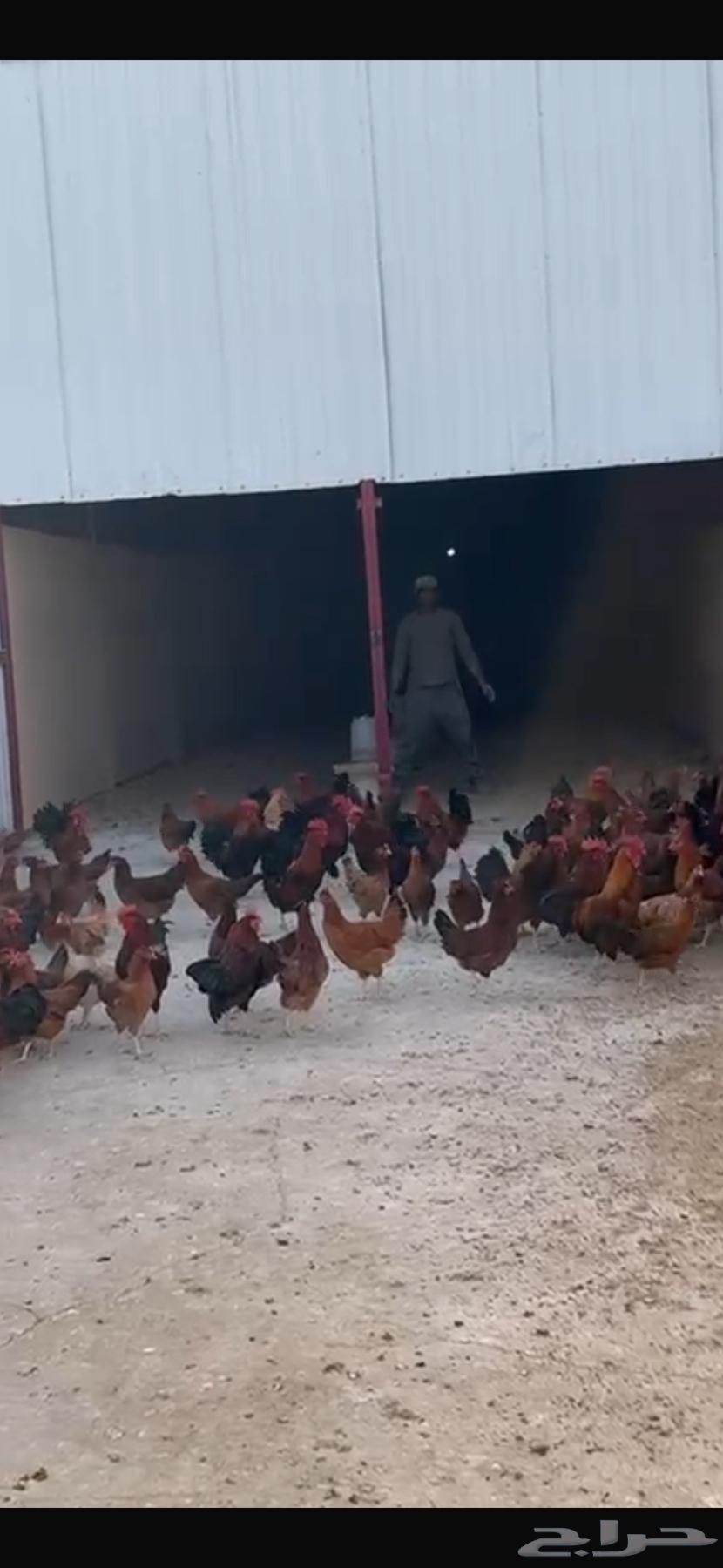 دجاج فرنسي بشاير جمله64614930200451111