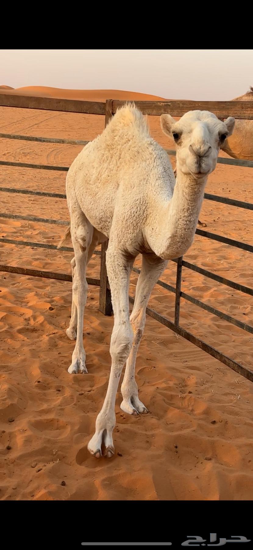 Qaood for sale, location close to Um Siderah64612748514435113