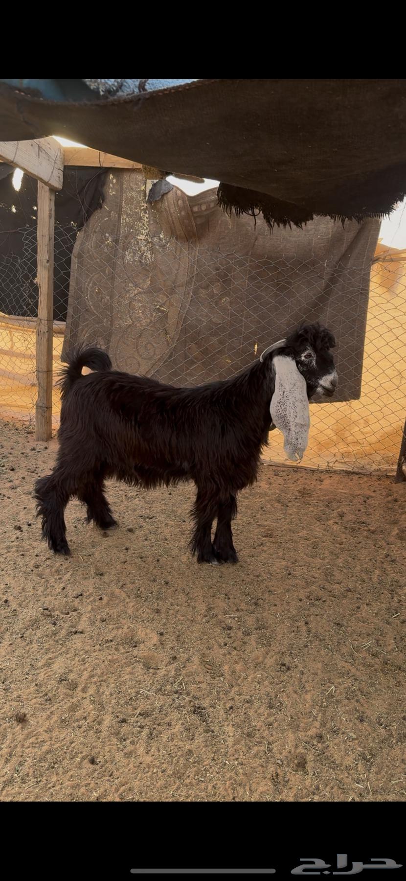 Temporary Beard64611892293763110