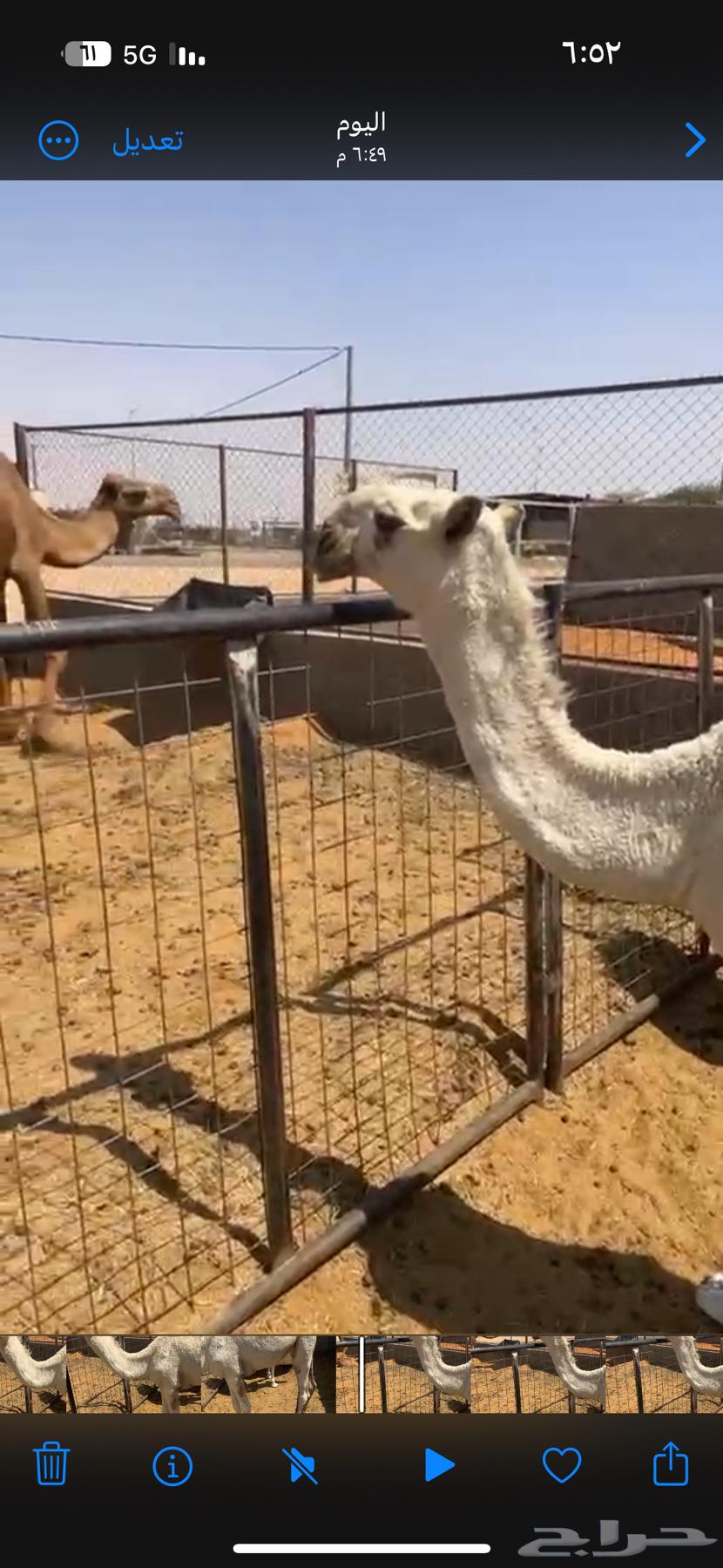 للبيع حواره لوفا64613141403779111