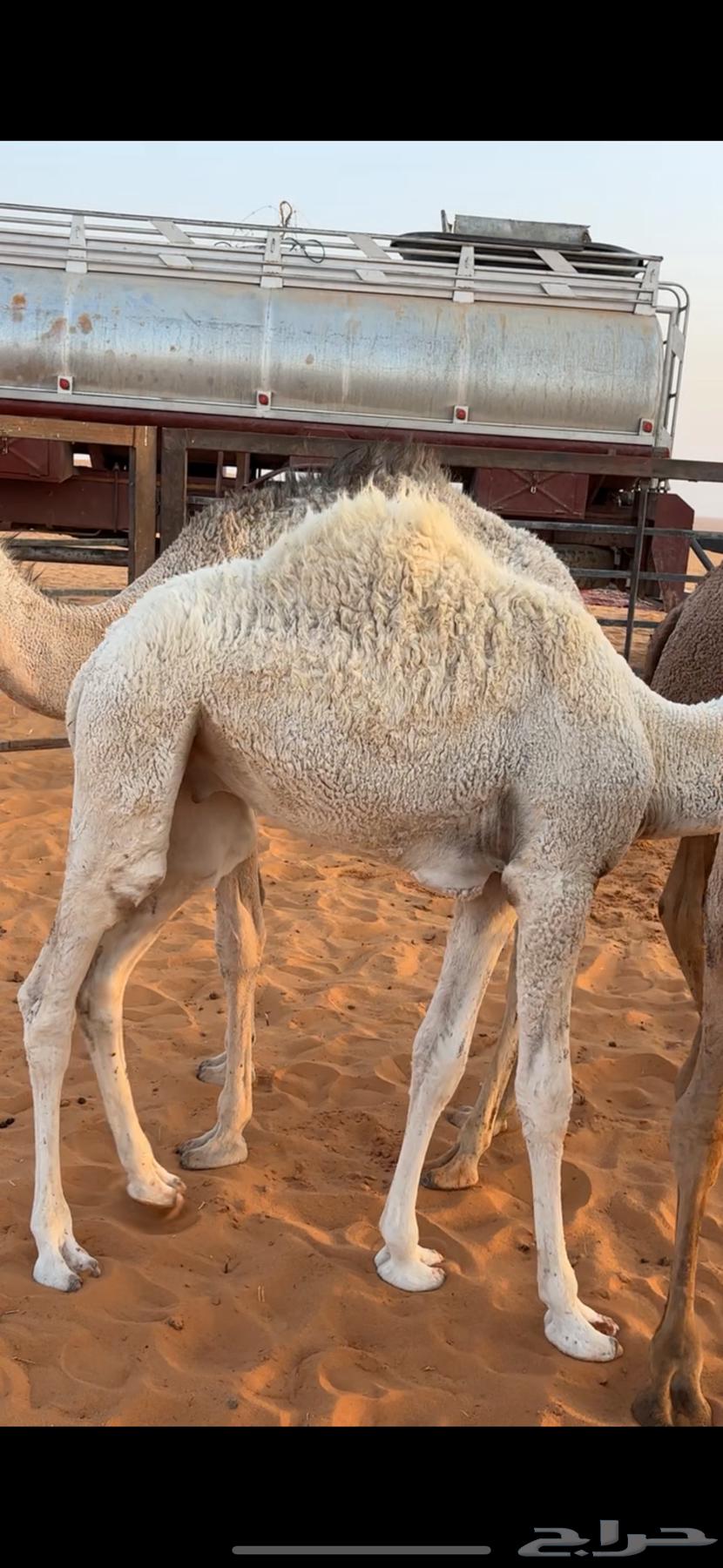 Qaood for sale, location close to Um Siderah64612748514435110