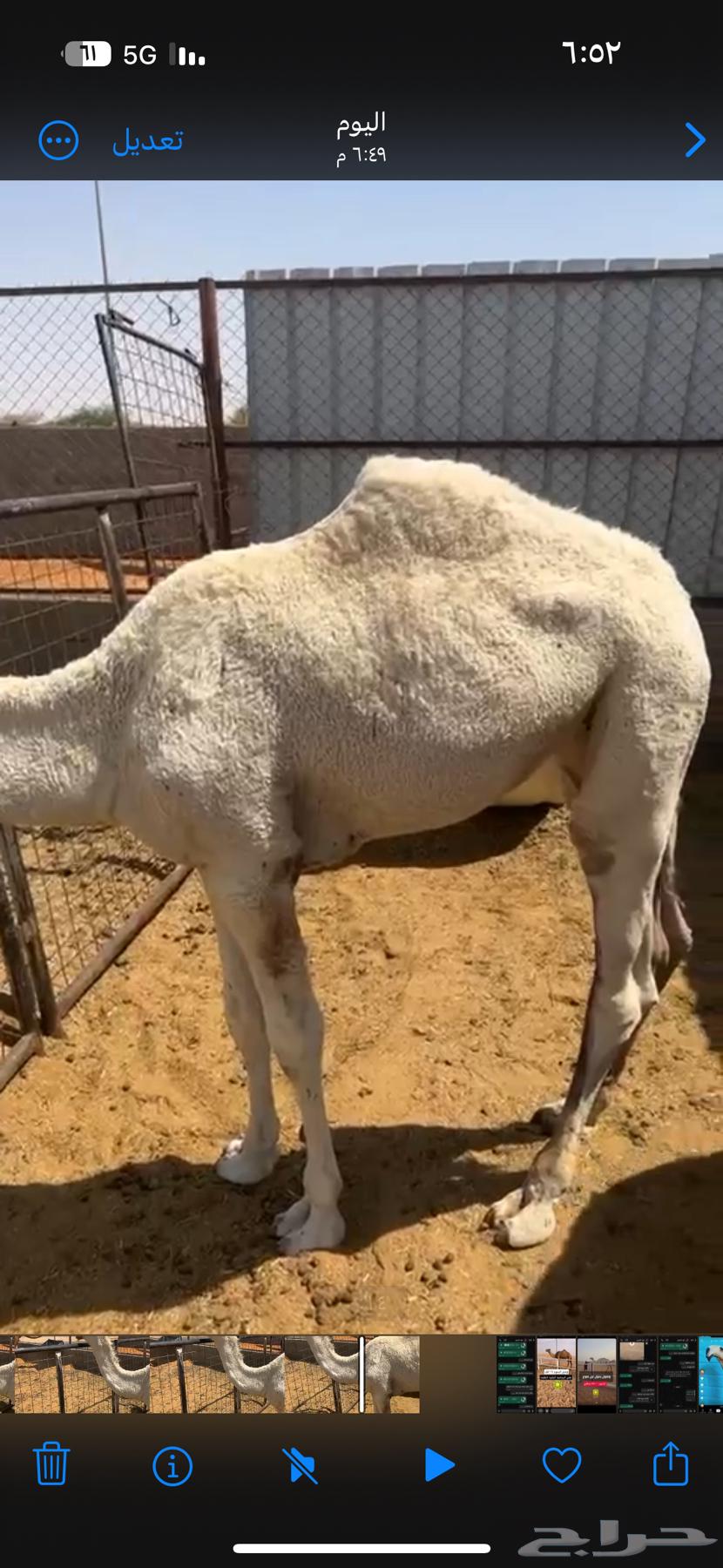 للبيع حواره لوفا64613141403779112