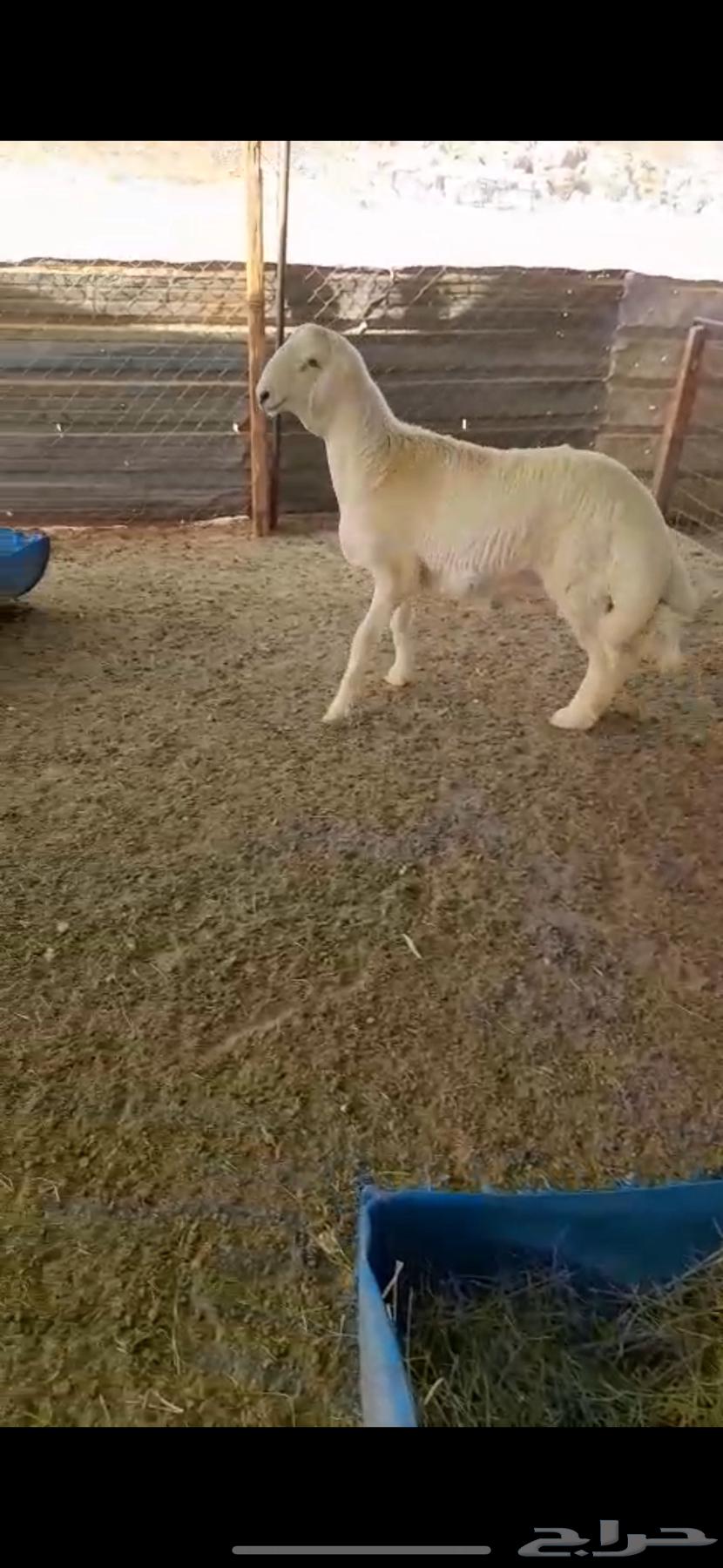 فحل صنف حري صنف طيب64613117045507110