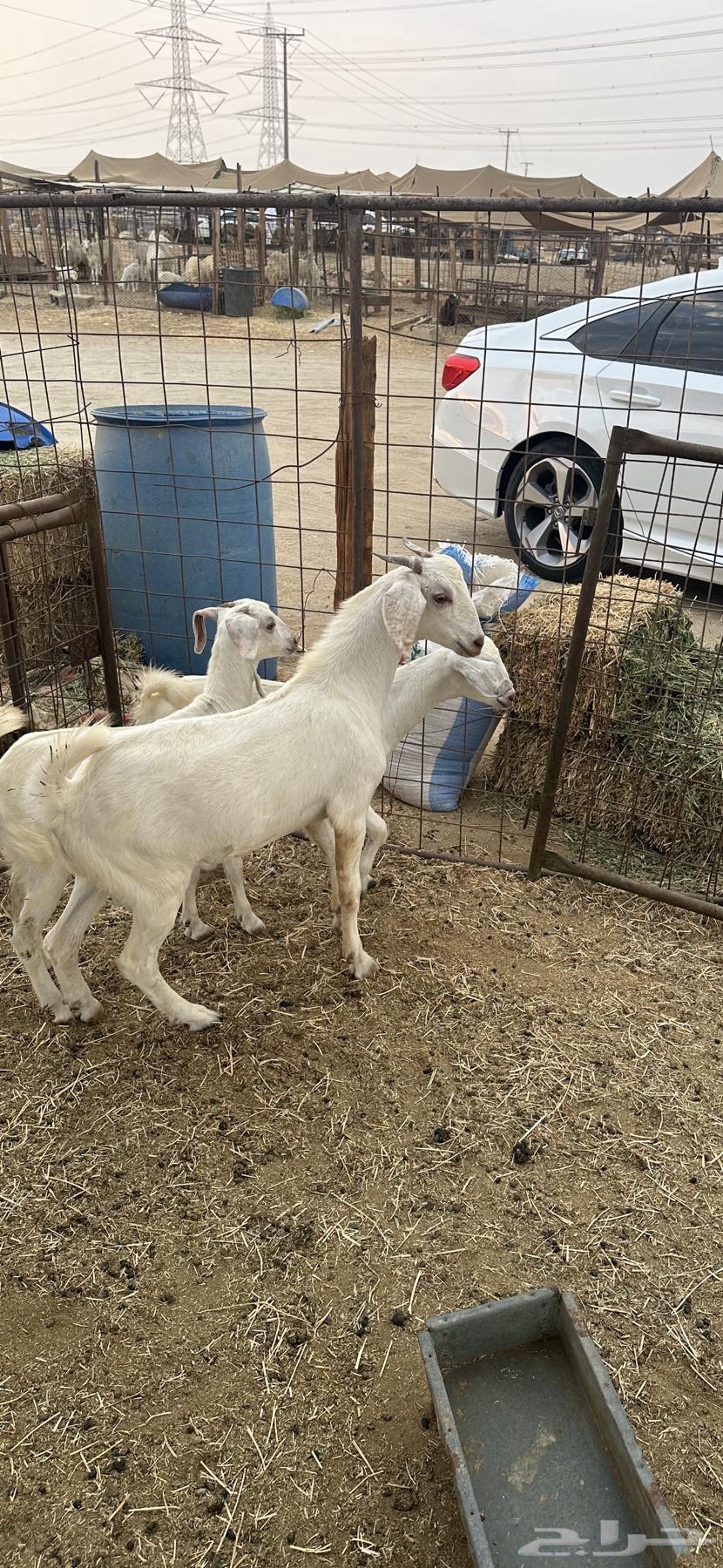 تيس للبيع ( تم البيع)64607484132610110