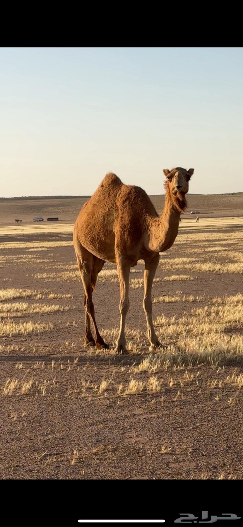 ذلول للبيع64614868833282111