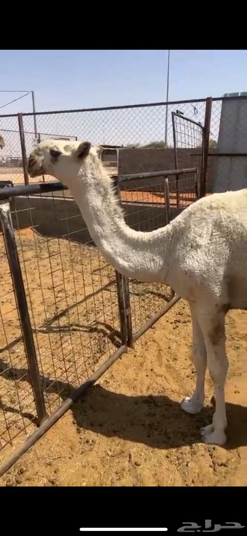 للبيع حواره لوفا64613141403779110