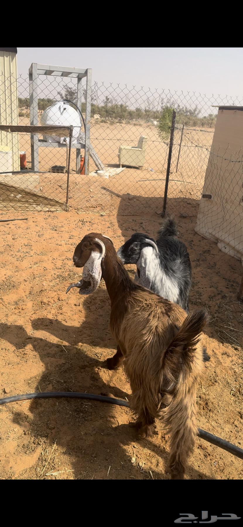 للبيع جفار كفو طيبات64614571728002110