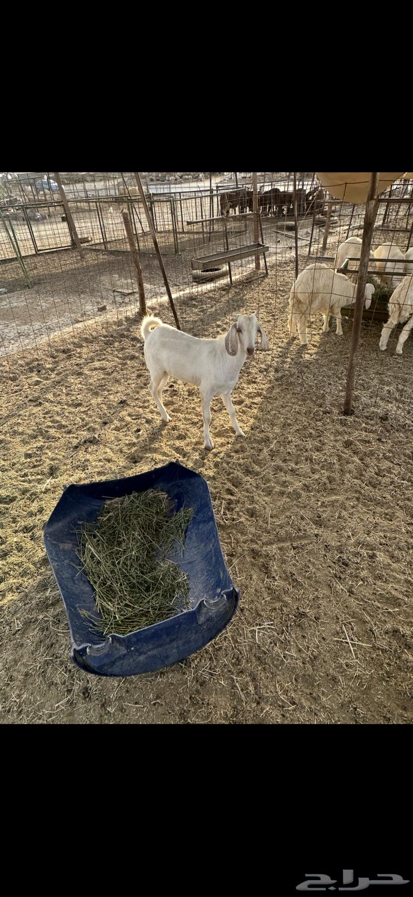 تيس للبيع ( تم البيع)64607484132610112