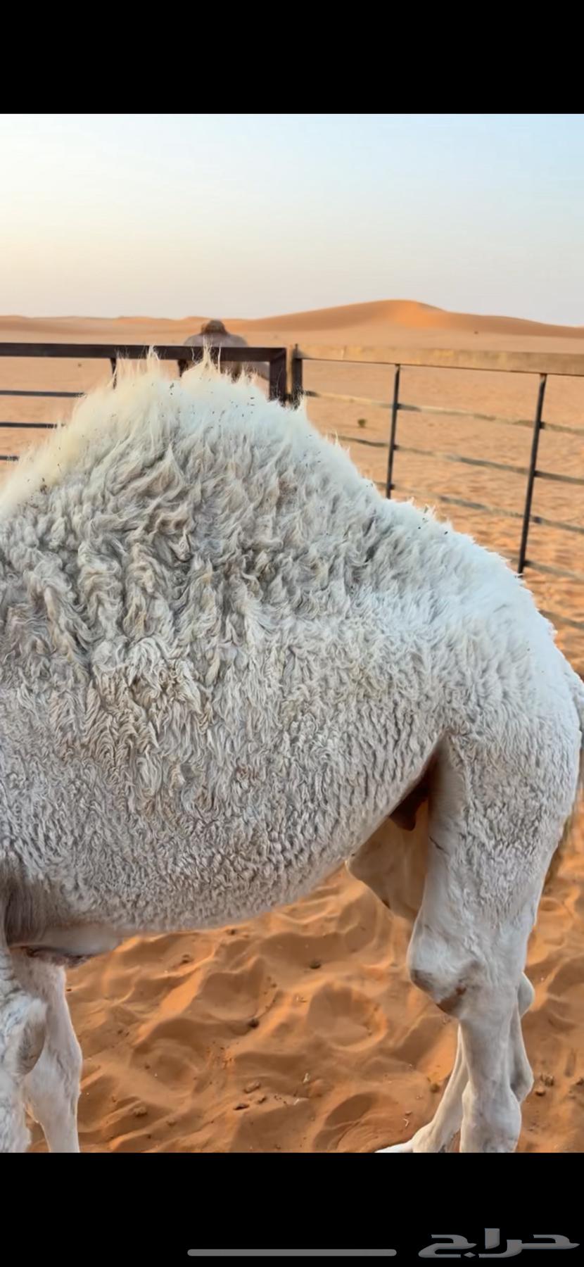 Qaood for sale, location close to Um Siderah64612748514435111