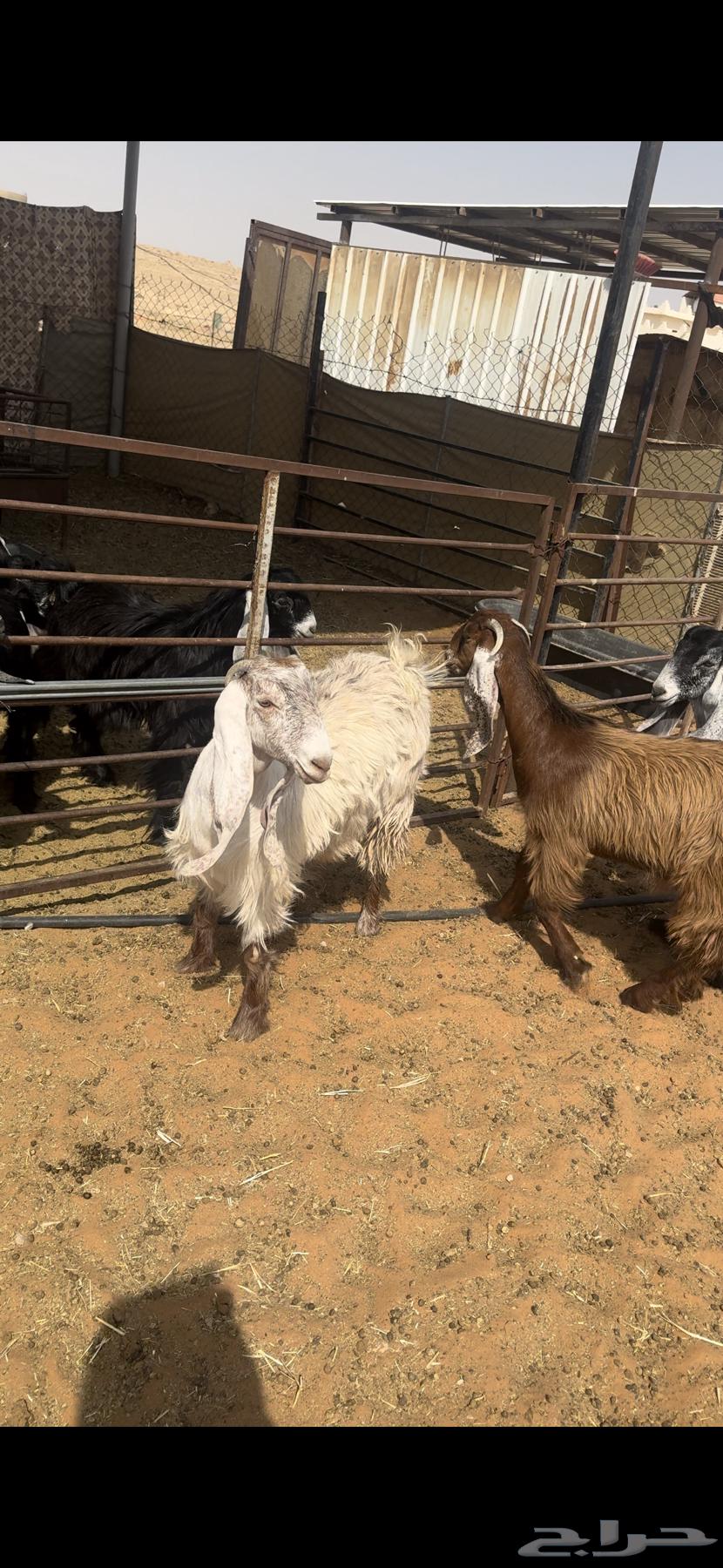 للبيع جفار كفو طيبات64614571728002113