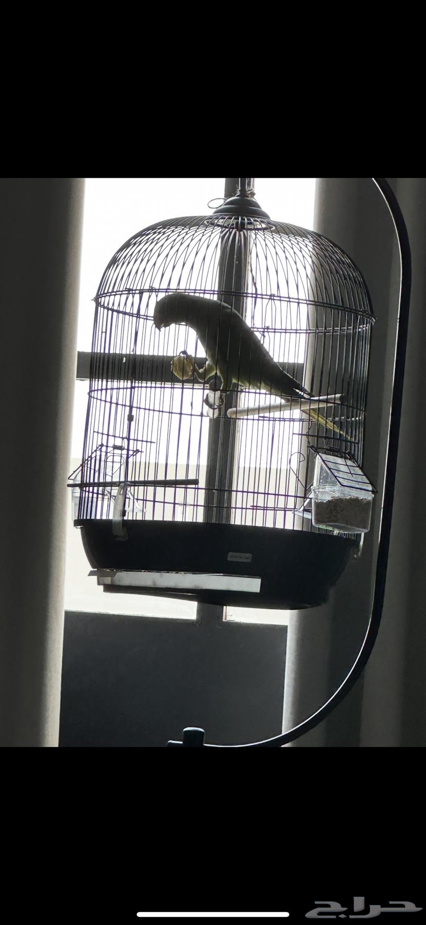 بغبغاء دره الهندي للبيع 5 شهور مدري 6 شهور عمره64607233924993110