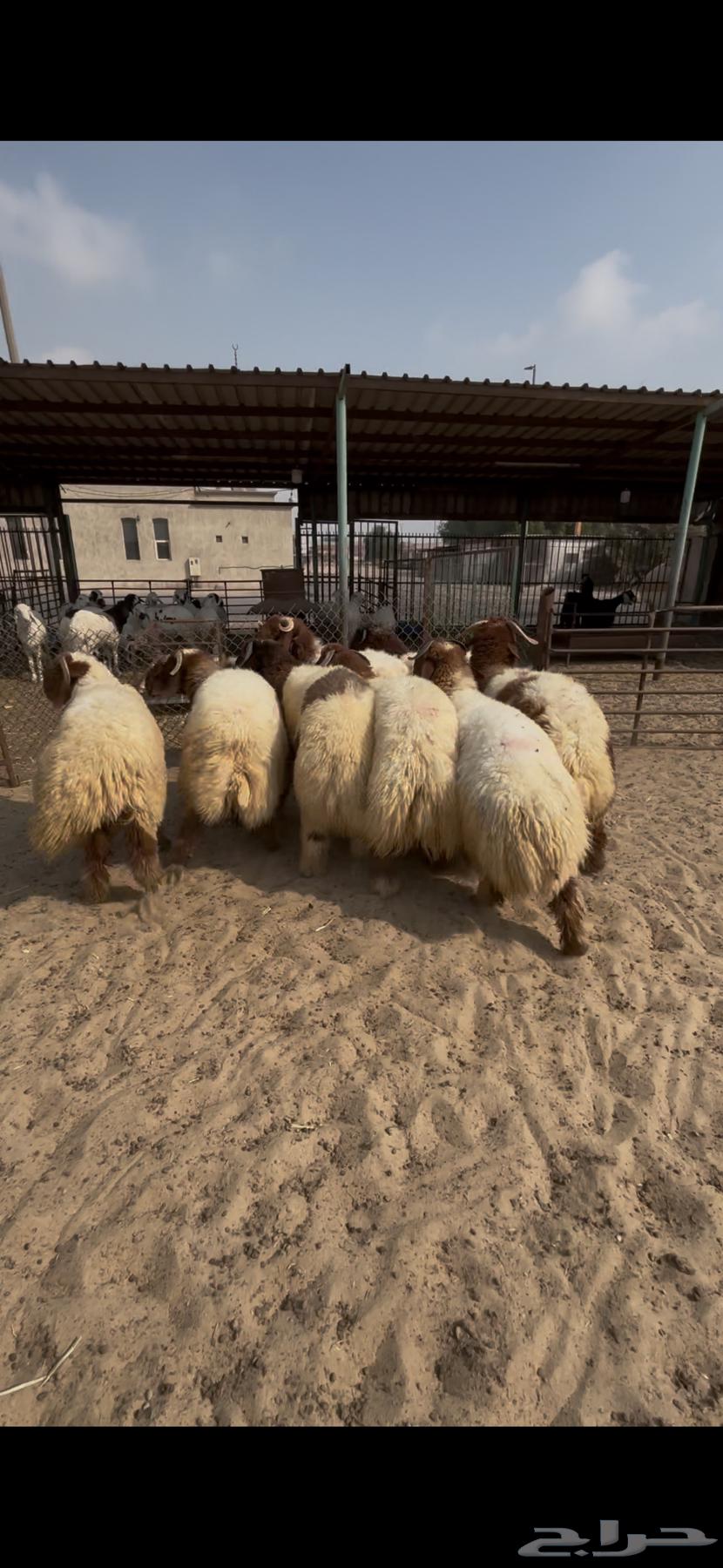 خرفان جذعان فل الفل بلدي انتاج البلد ( تم البيع )64607891915139111