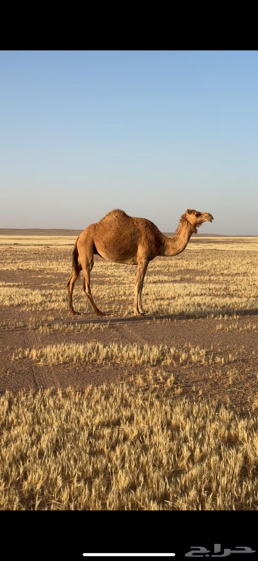 ذلول للبيع64614868833282110