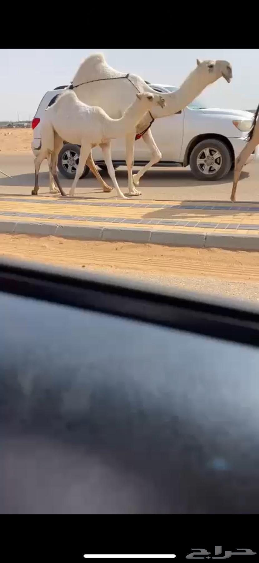 عشرا وضحا رمانيه ع رمان ابو يد64614633840642112