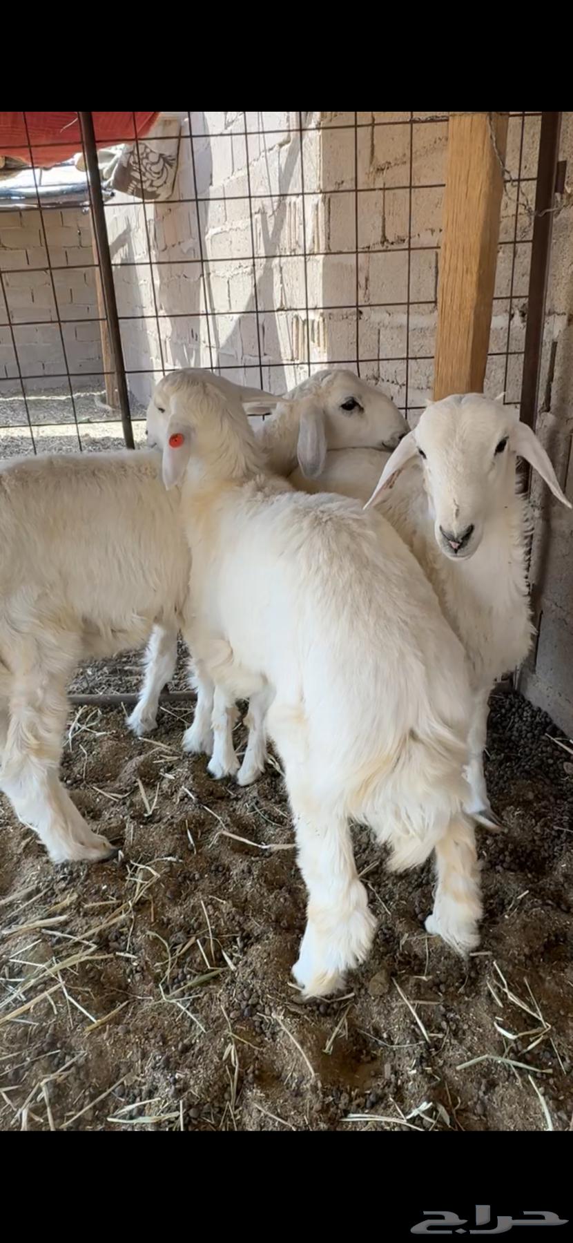 خرفان طيبات ومغلقات64611617636994111