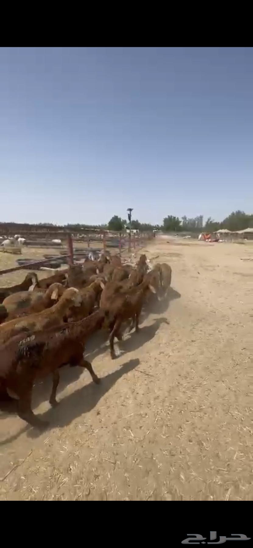 يابلاش سواكني حمري ب 780 فقط64609112914051112