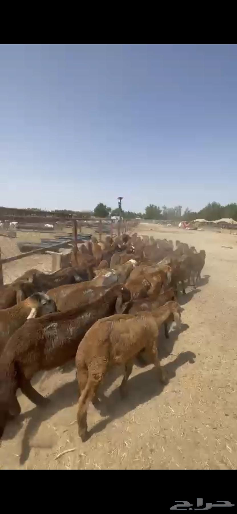 يابلاش سواكني حمري ب 780 فقط64609112914051111