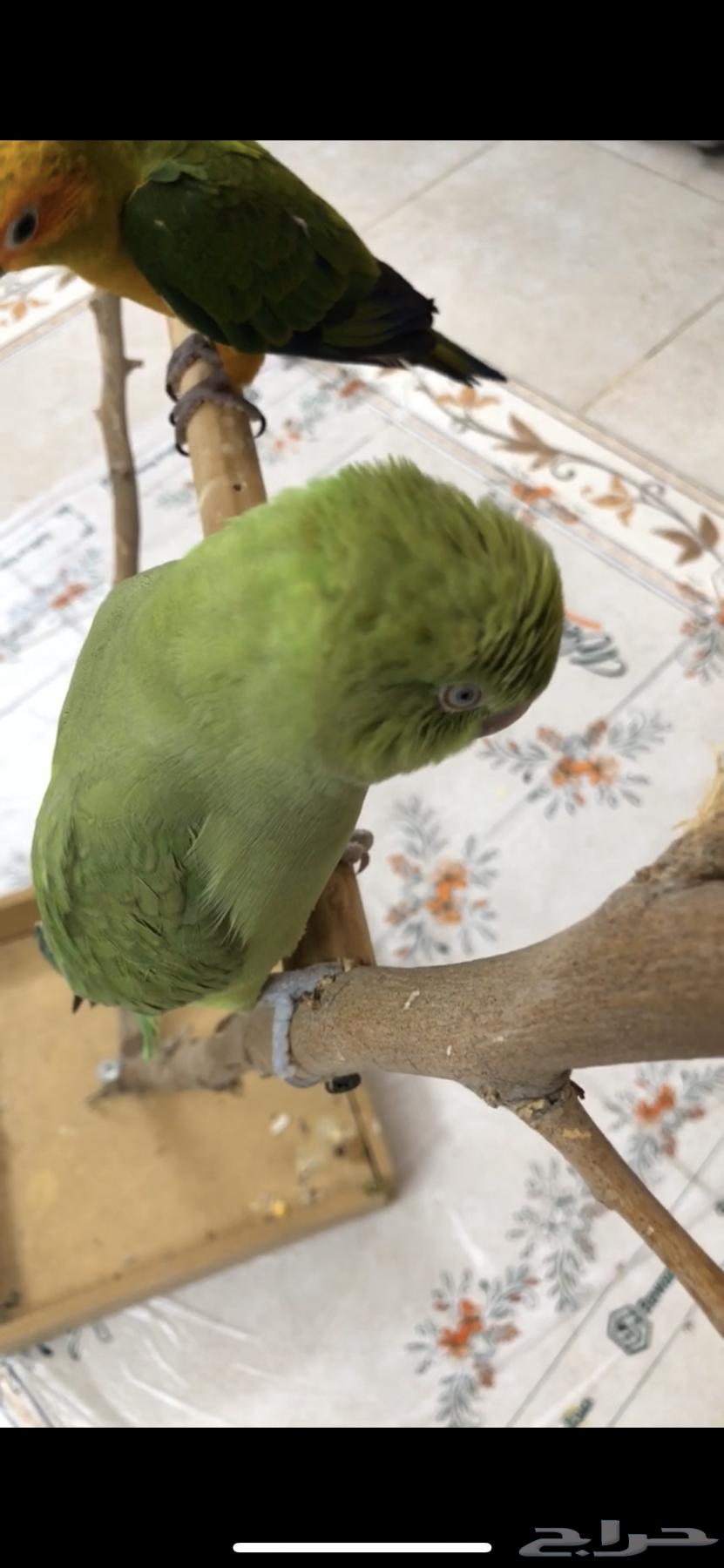 للبيع دره هندي(اليف)64612301488001111