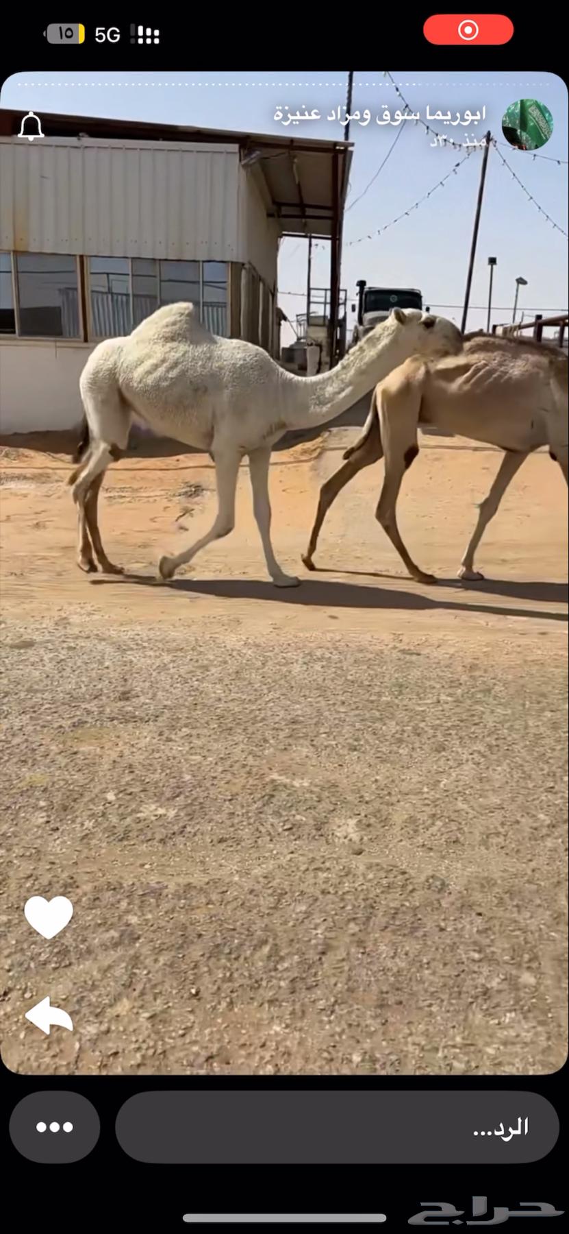 بكرة باتليه للبيع64613557483907111