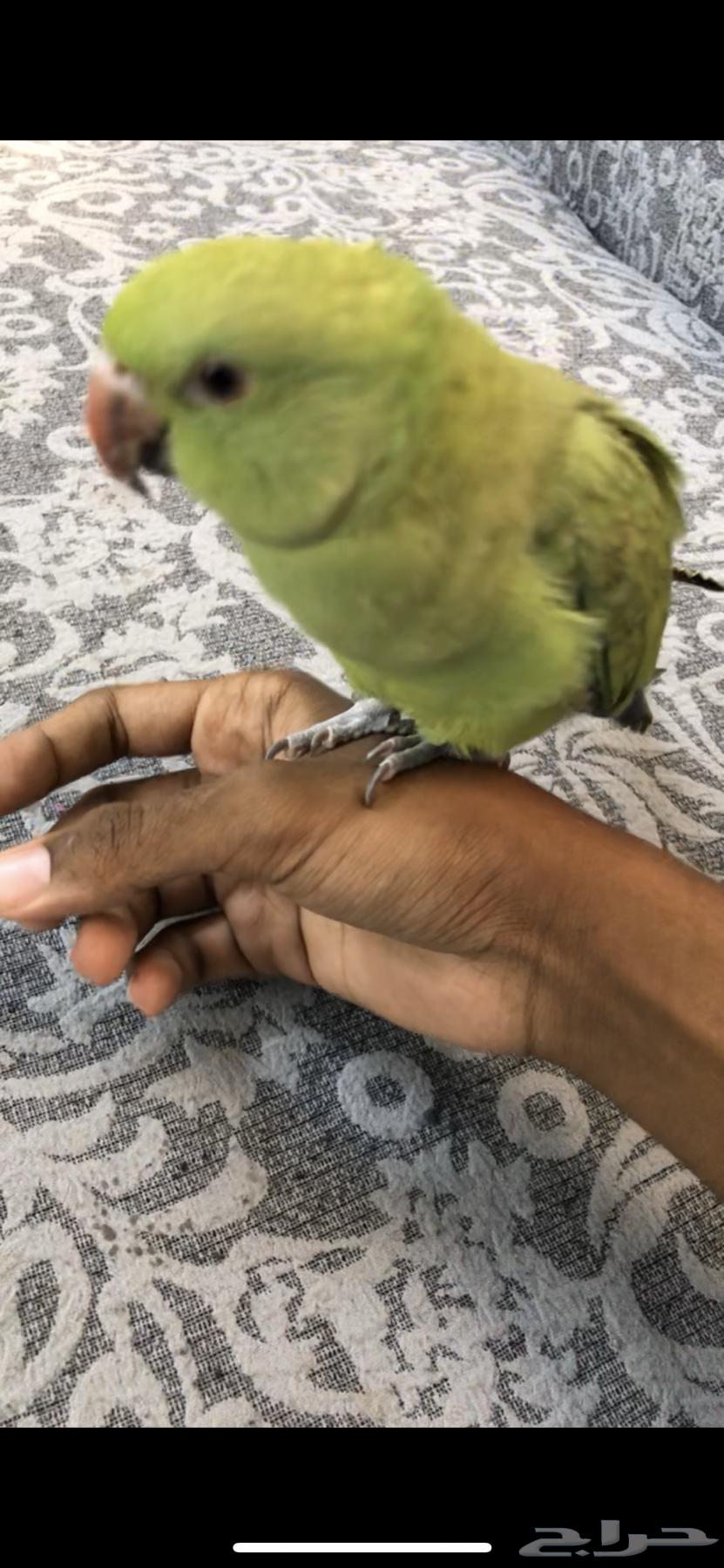 للبيع دره هندي(اليف)64612301488001113