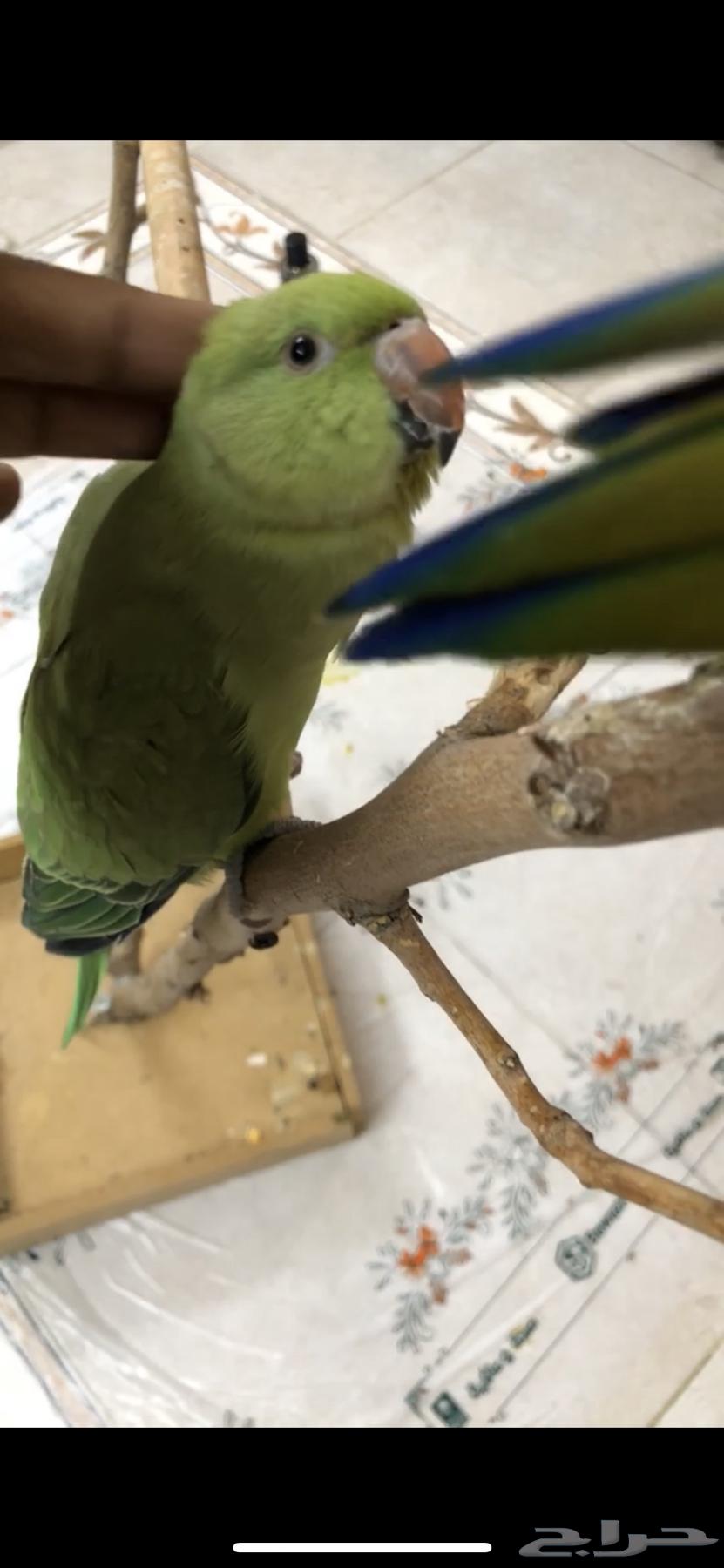 للبيع دره هندي(اليف)64612301488001110