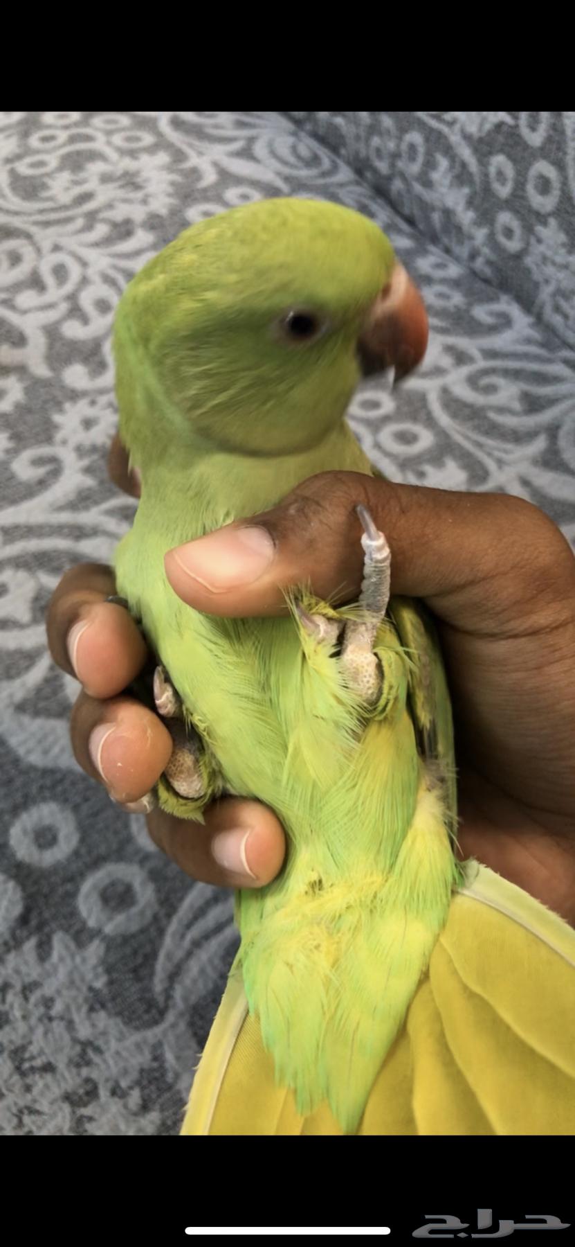 للبيع دره هندي(اليف)64612301488001114