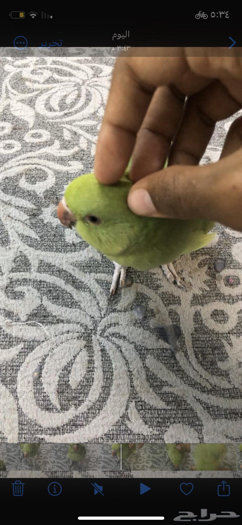 للبيع دره هندي(اليف)64612301488001112