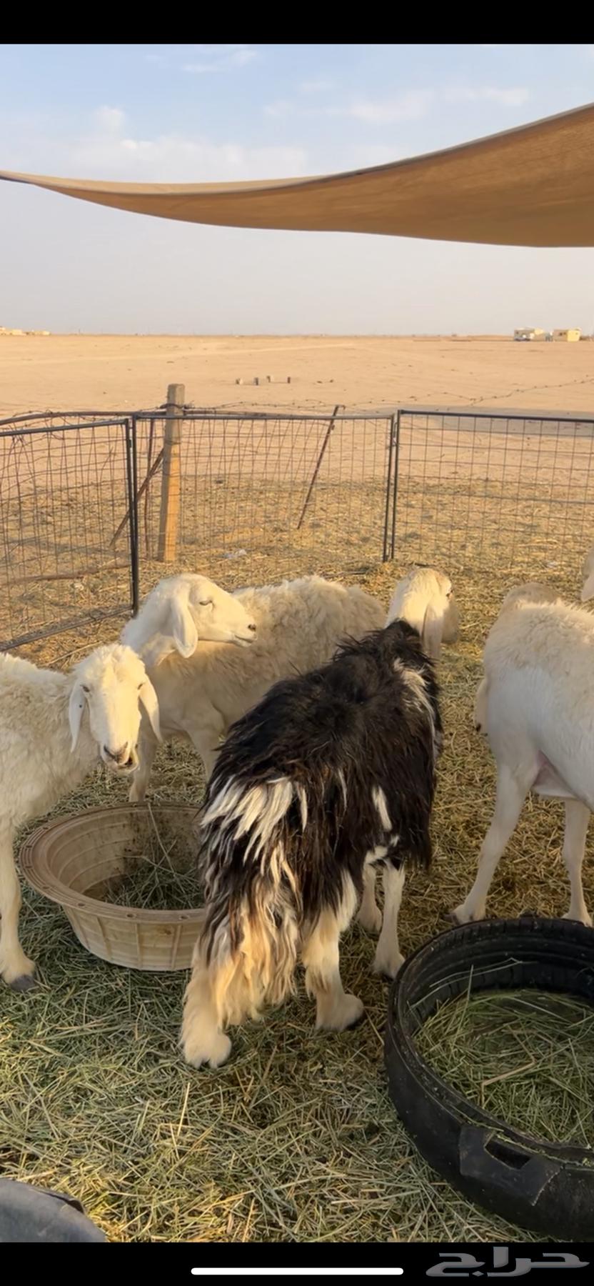 For Sale: Sheep, Najdi Sheep, and Goats64608961019139113