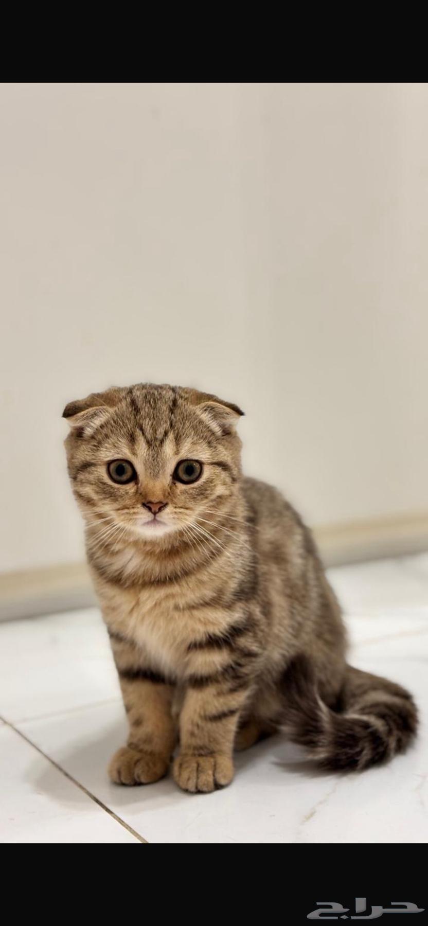 قطط سكوتش فولد و ستريت للبيع64611642422915113