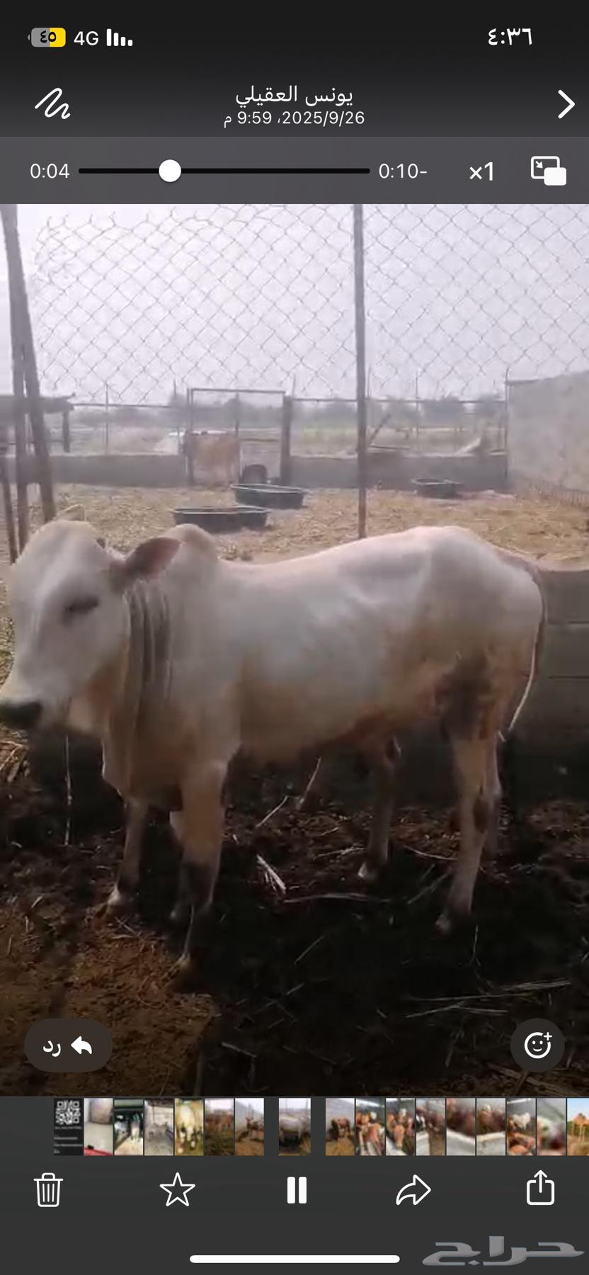 حسيل شركه ربع 125064614559332611112